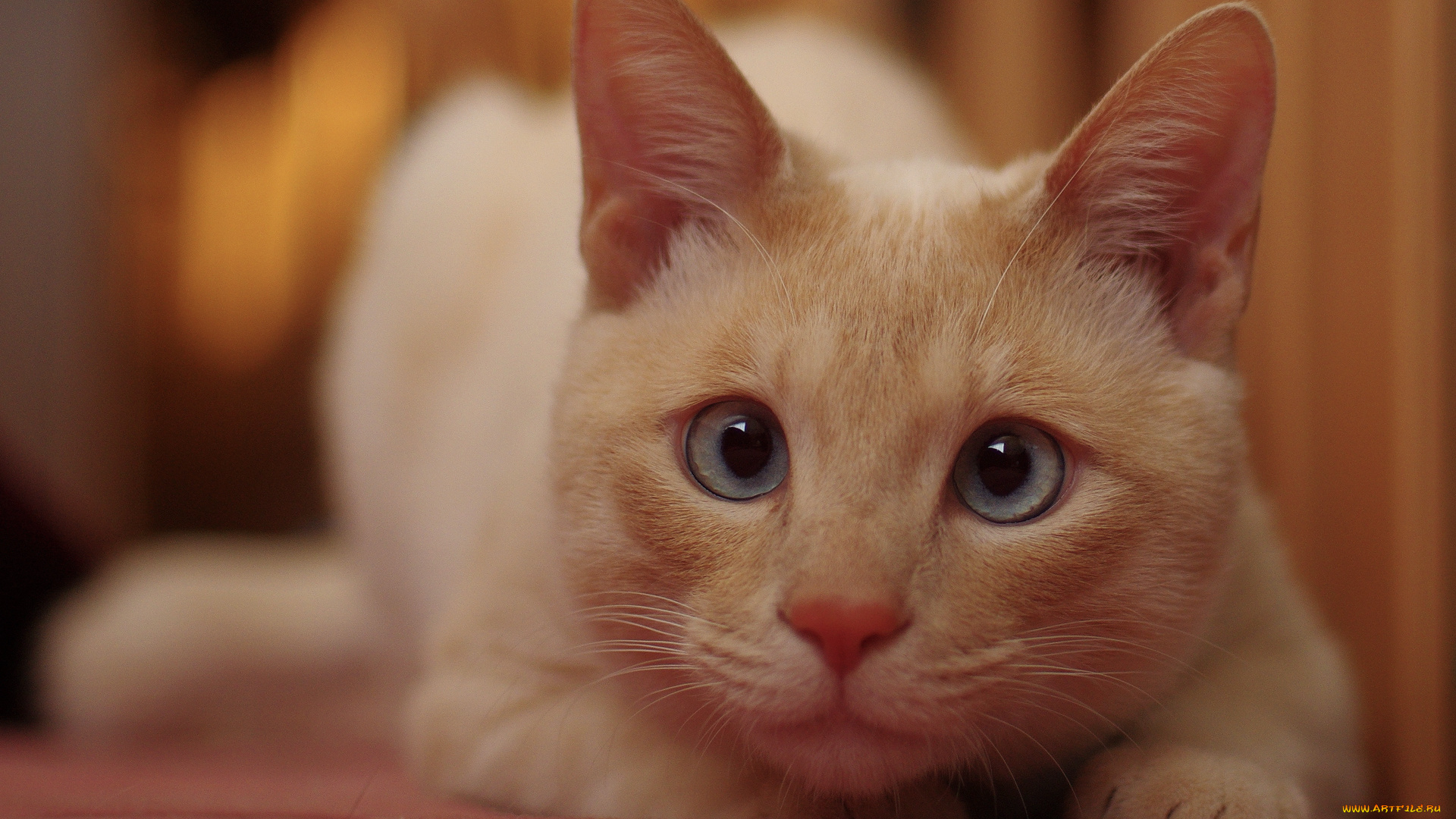 животные, коты, взгляд, мордочка, рыжий, кот