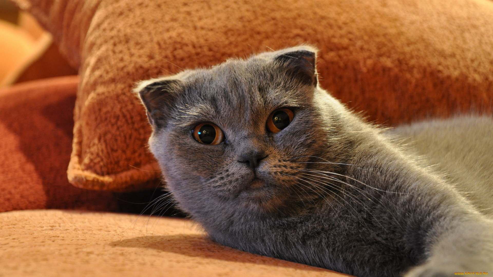 животные, коты, взгляд, вислоухий