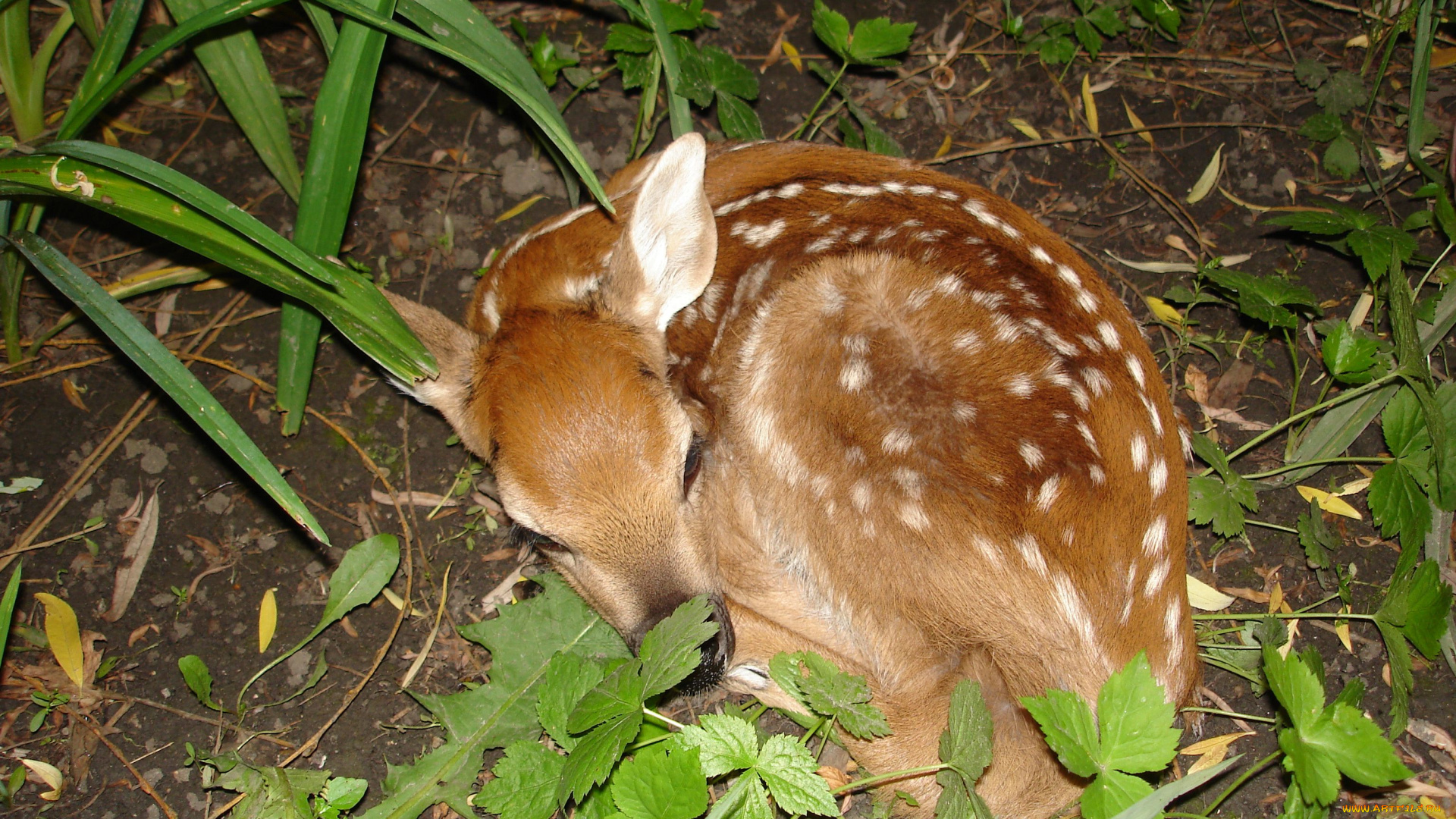 животные, олени, олененок