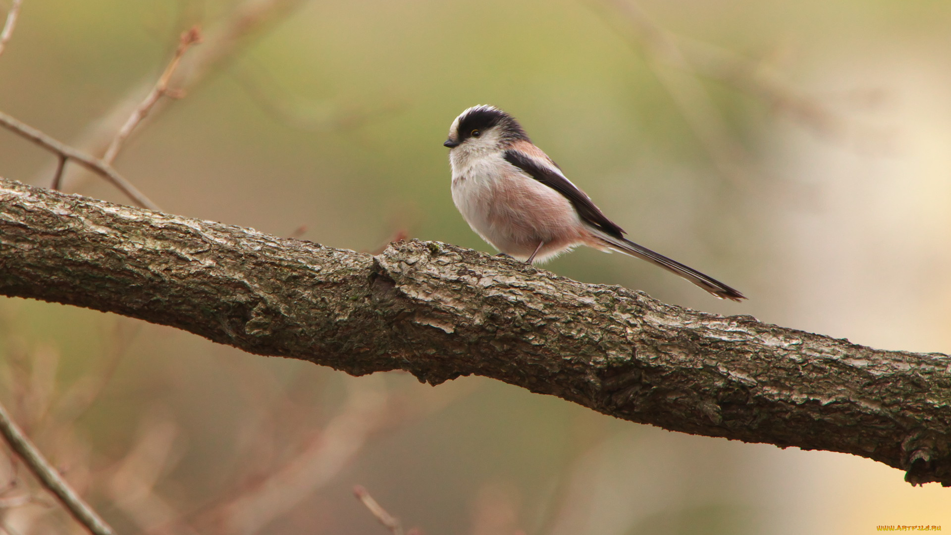 животные, синицы, лазоревки, ветка