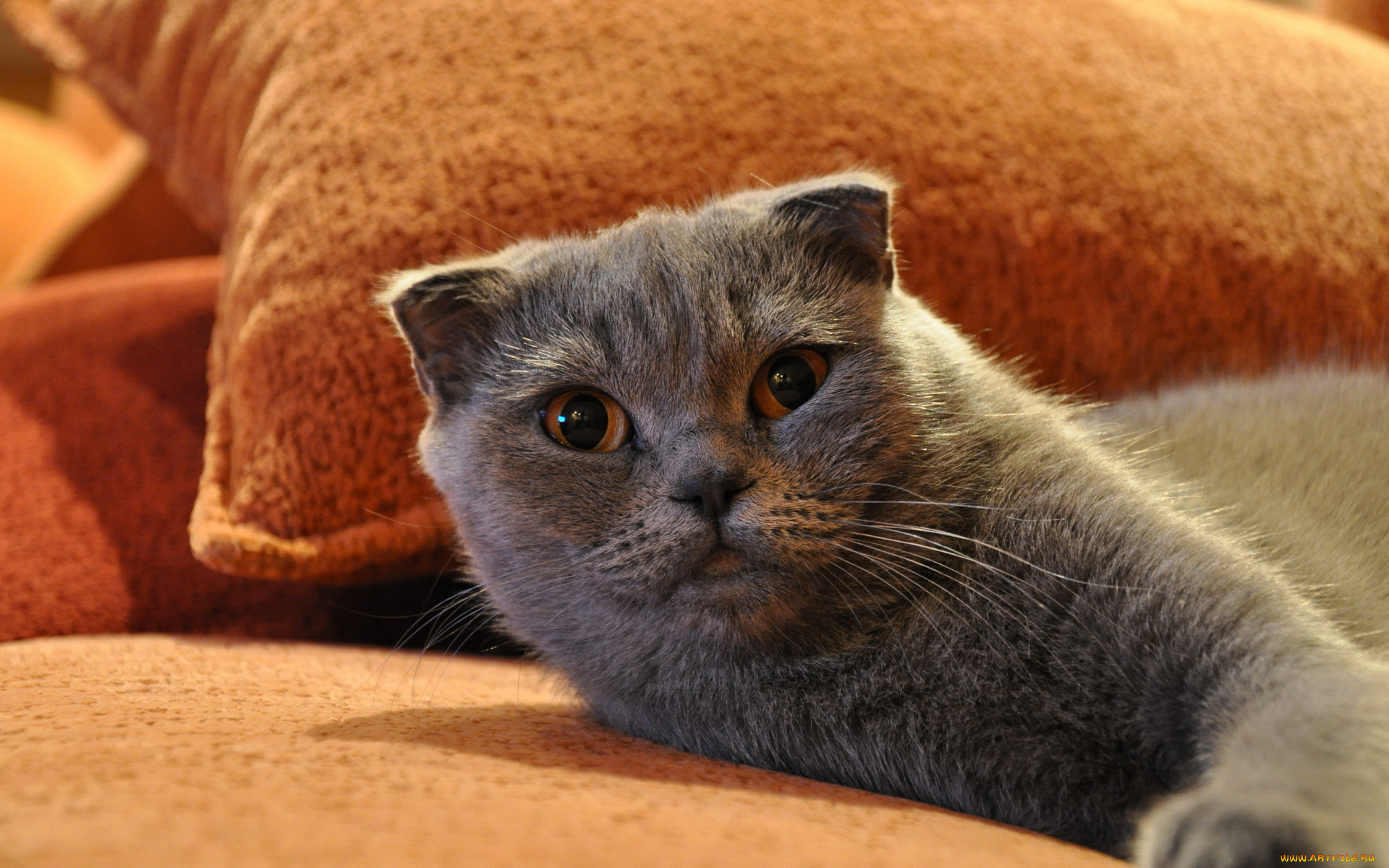 животные, коты, взгляд, вислоухий