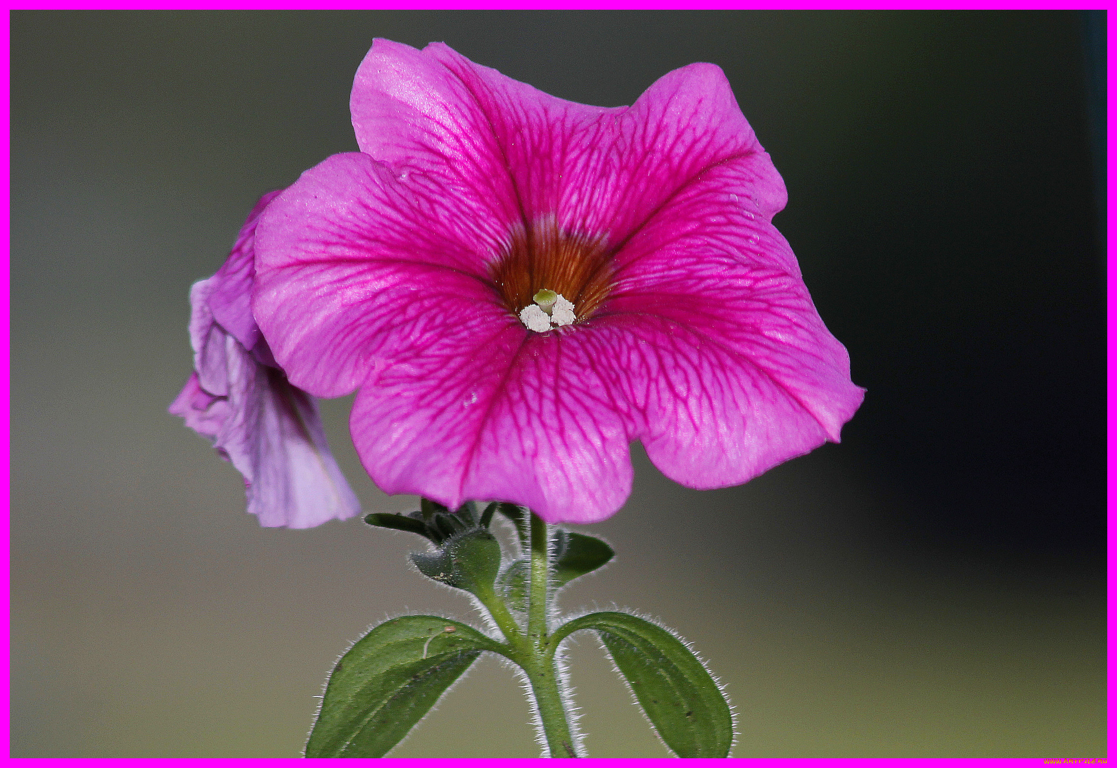 цветы, петунии, калибрахоа, цветок, лето