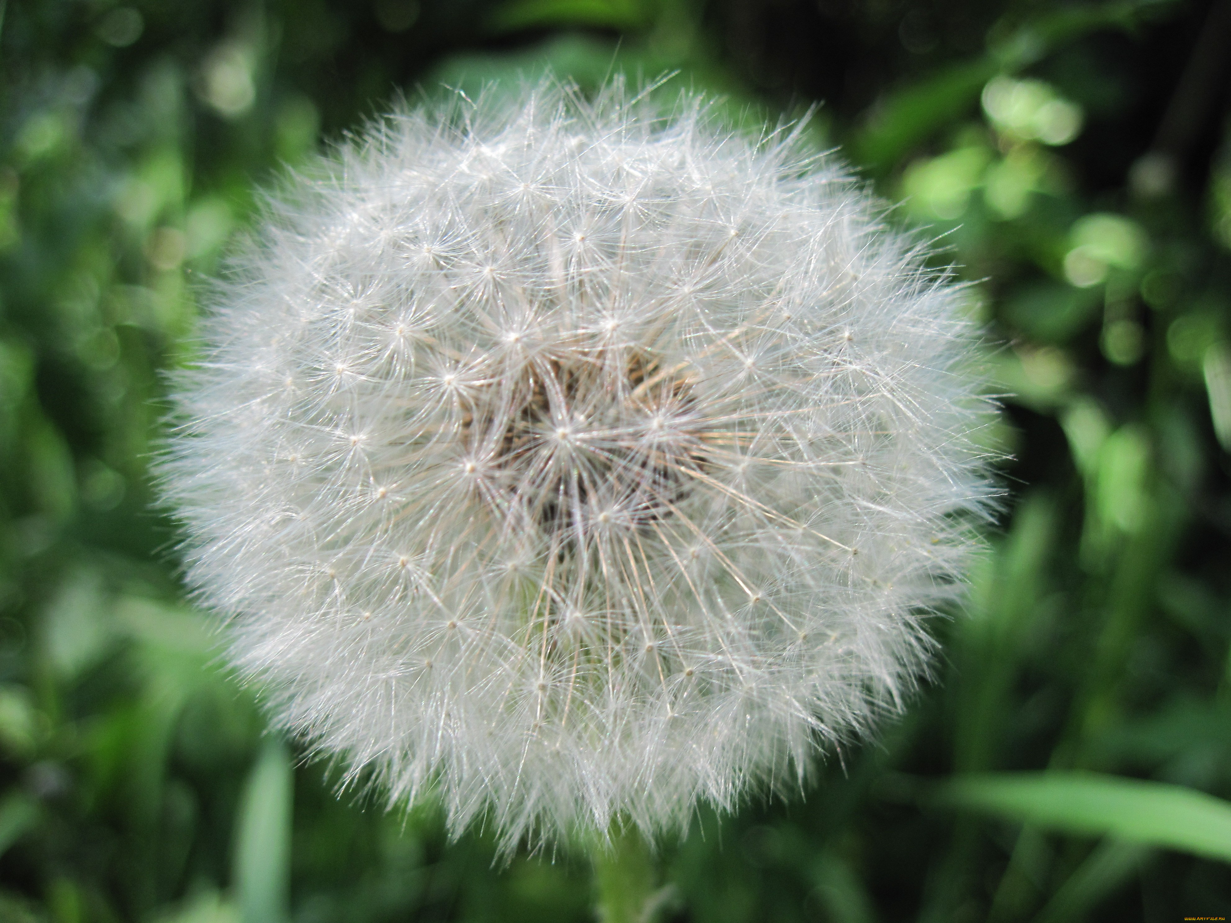 цветы, одуванчики, одуванчик, зеленый, фон