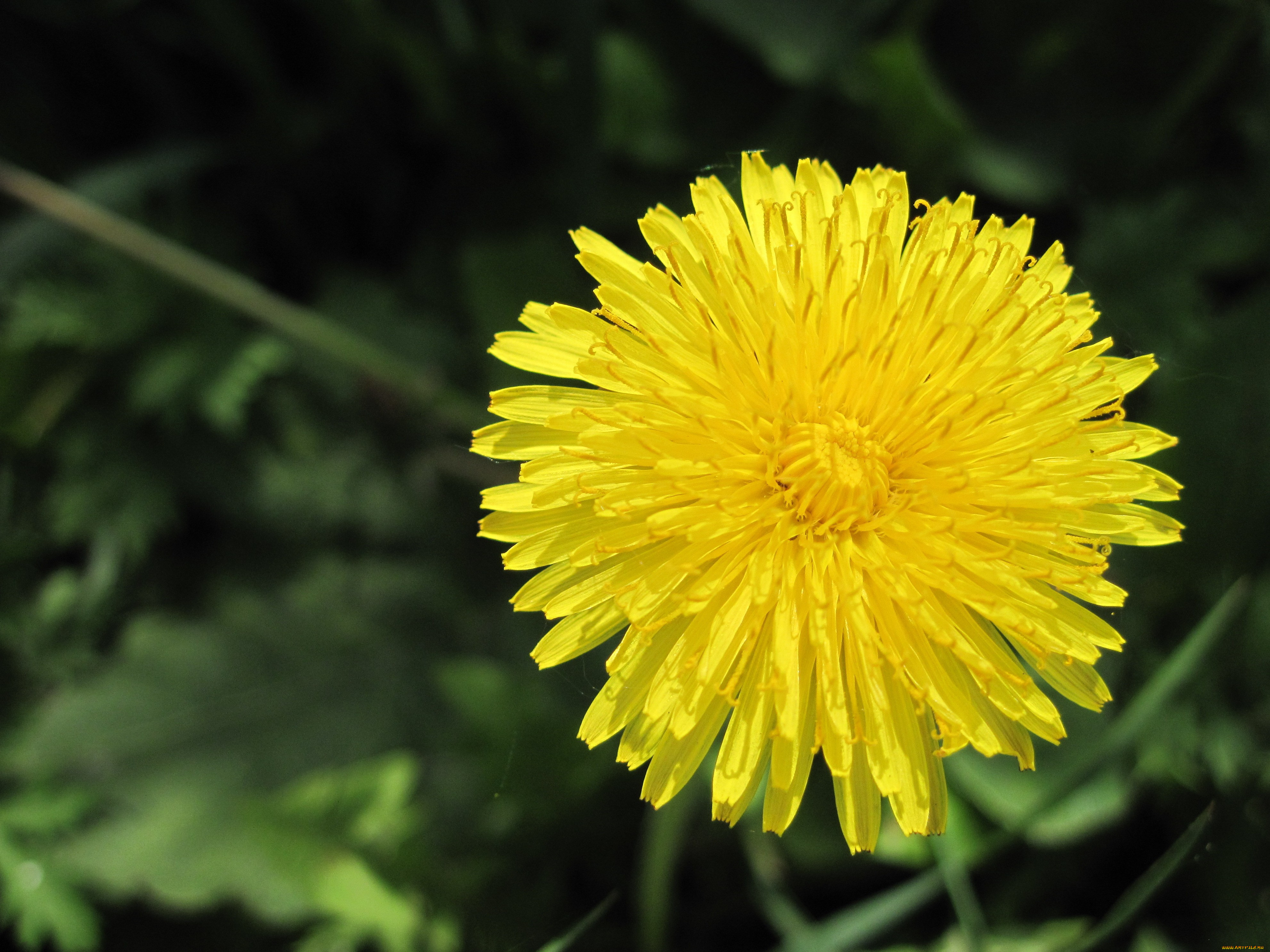 цветы, одуванчики, зеленый, фон, одуванчик