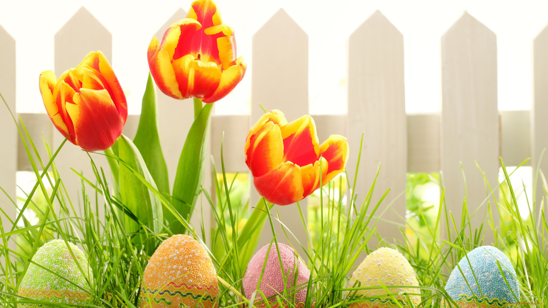 праздничные, пасха, easter, природа, весна, забор, тюльпаны, цветы, трава, яйца, праздник