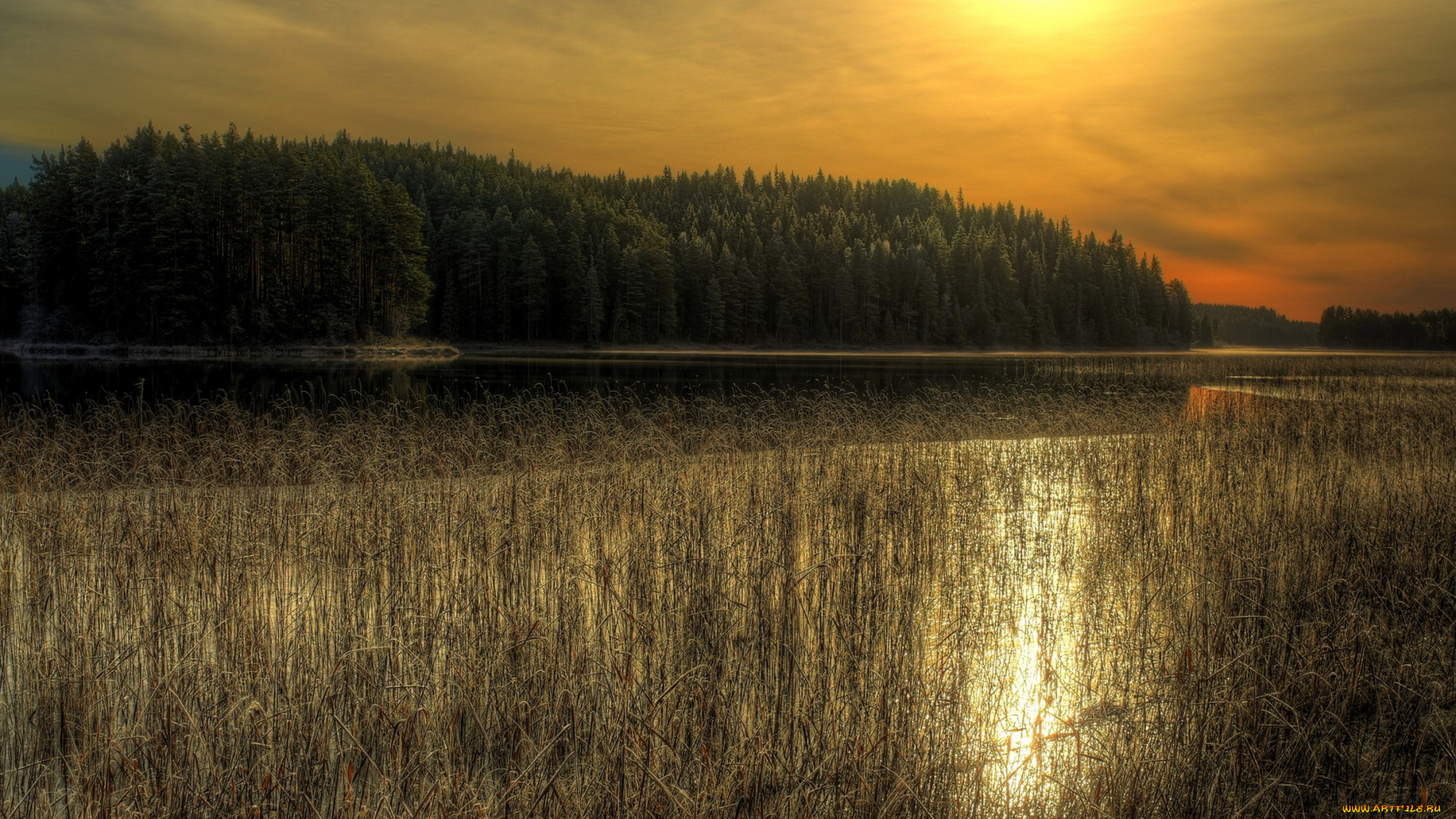 природа, реки, озера, свет, лес, река, тростник, тучи