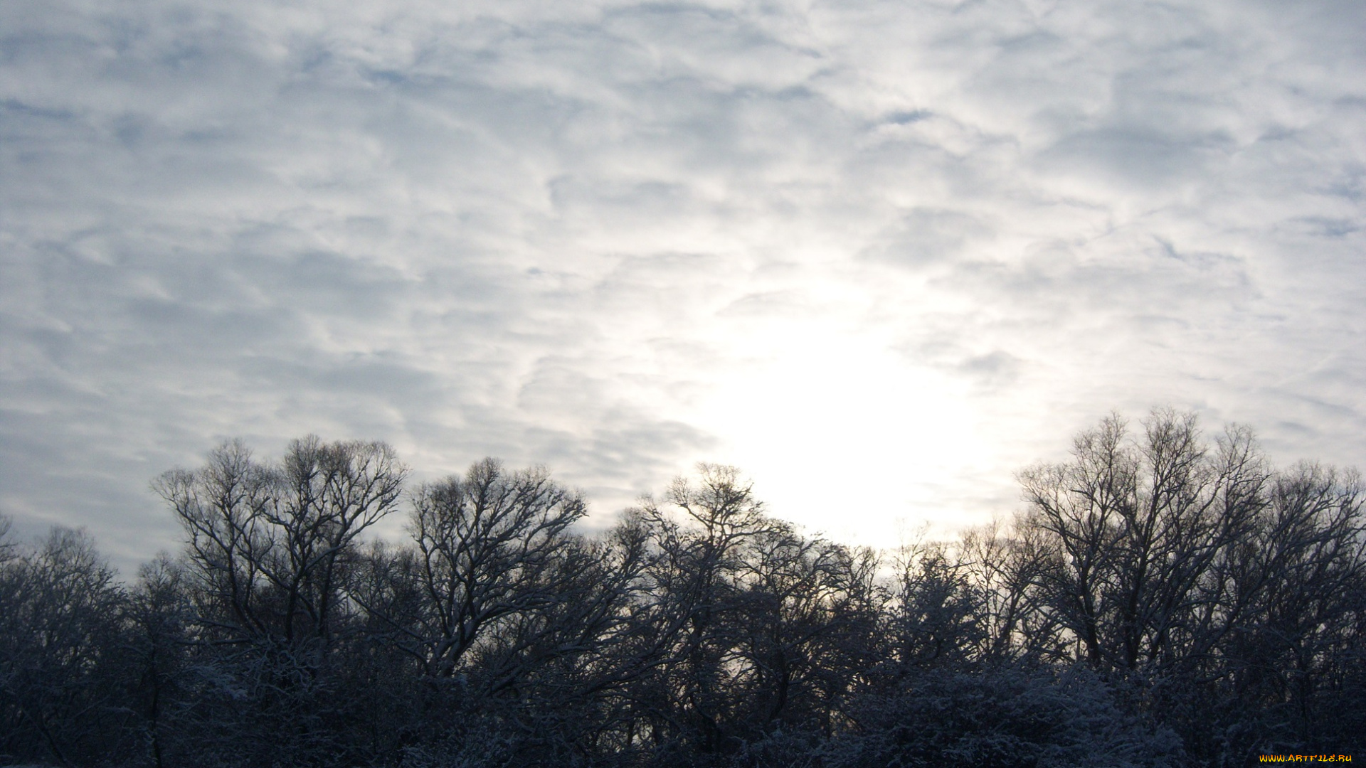 природа, восходы, закаты, дерево, солнце, рассвет, тополь, ветви, облака, небо, снег