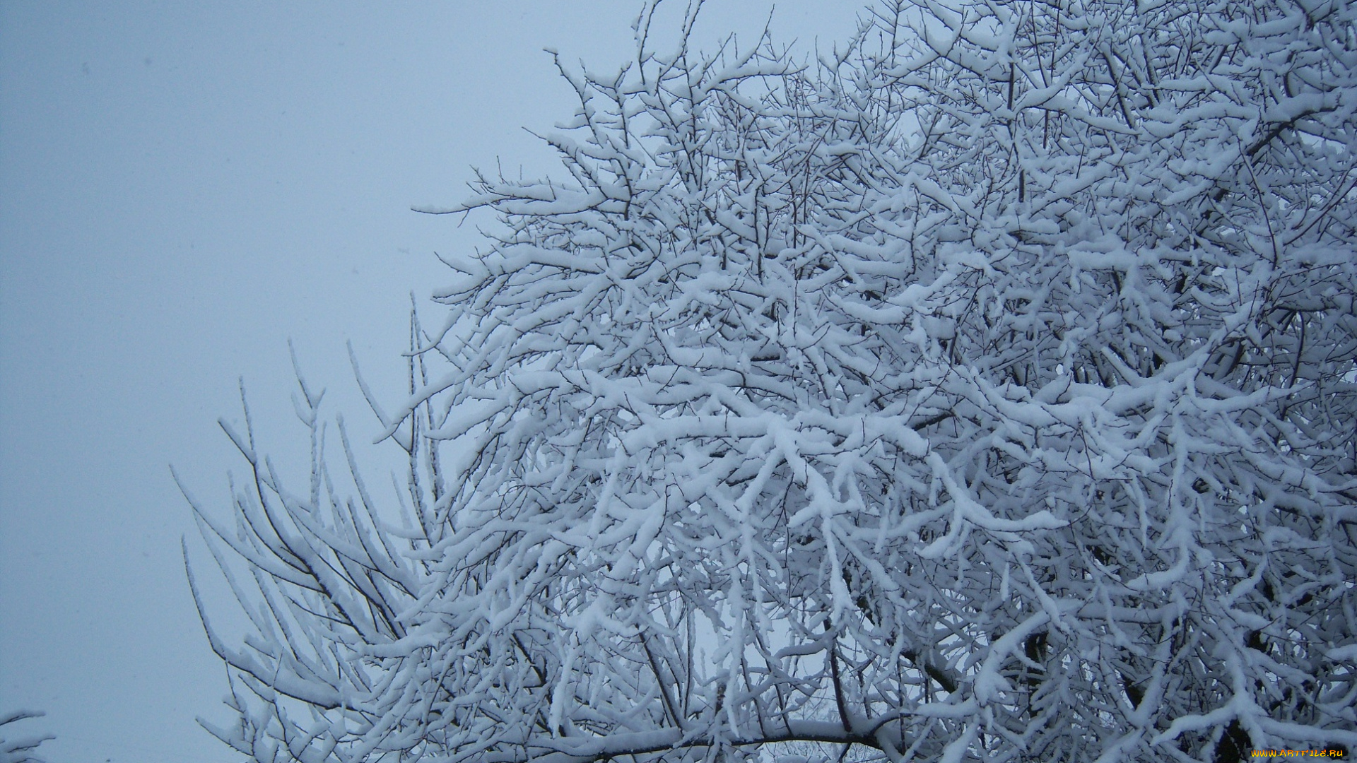 природа, зима, снег, ветви, дерево