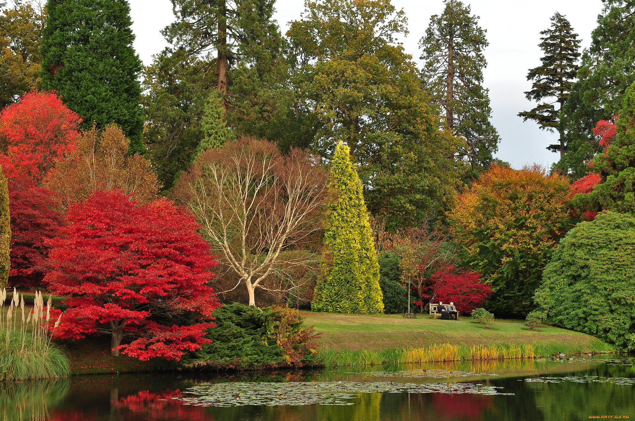 природа, парк, водоём, краски, осень, деревья, кусты