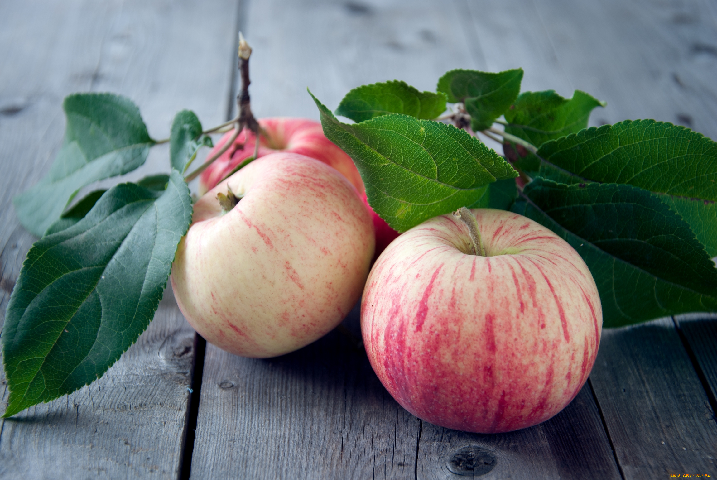 еда, Яблоки, плоды