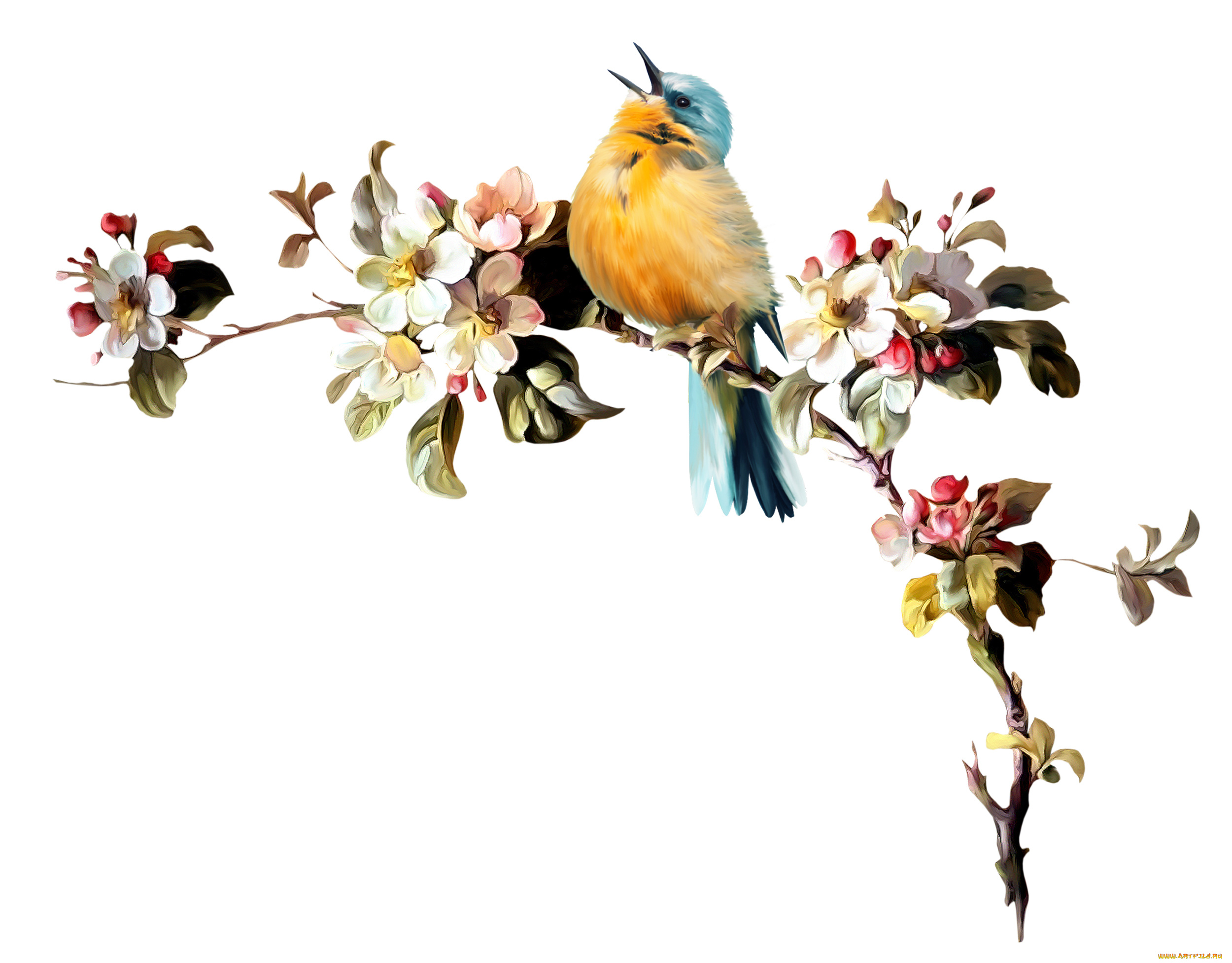 рисованные, животные, птица, ветка