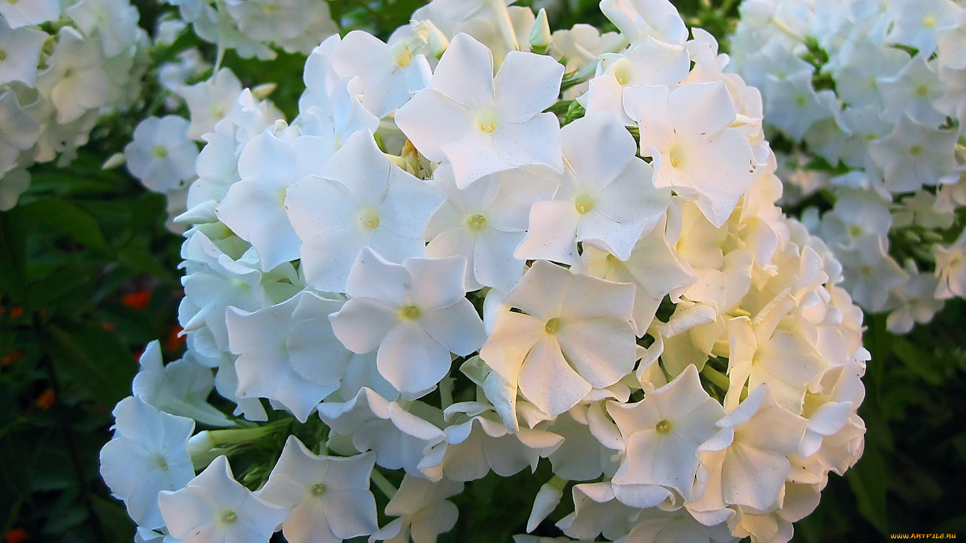 цветы, белые