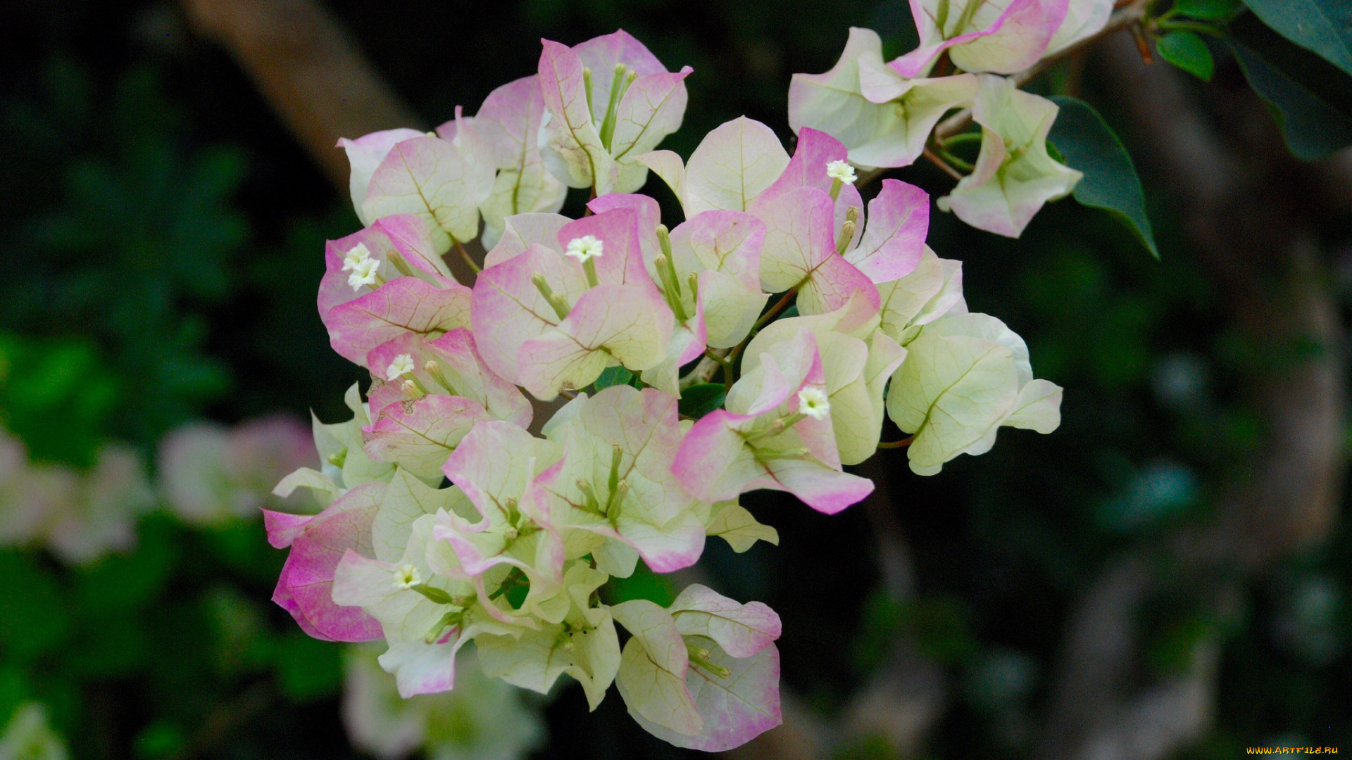 цветы, бугенвиллея, ветка, бело-розовые