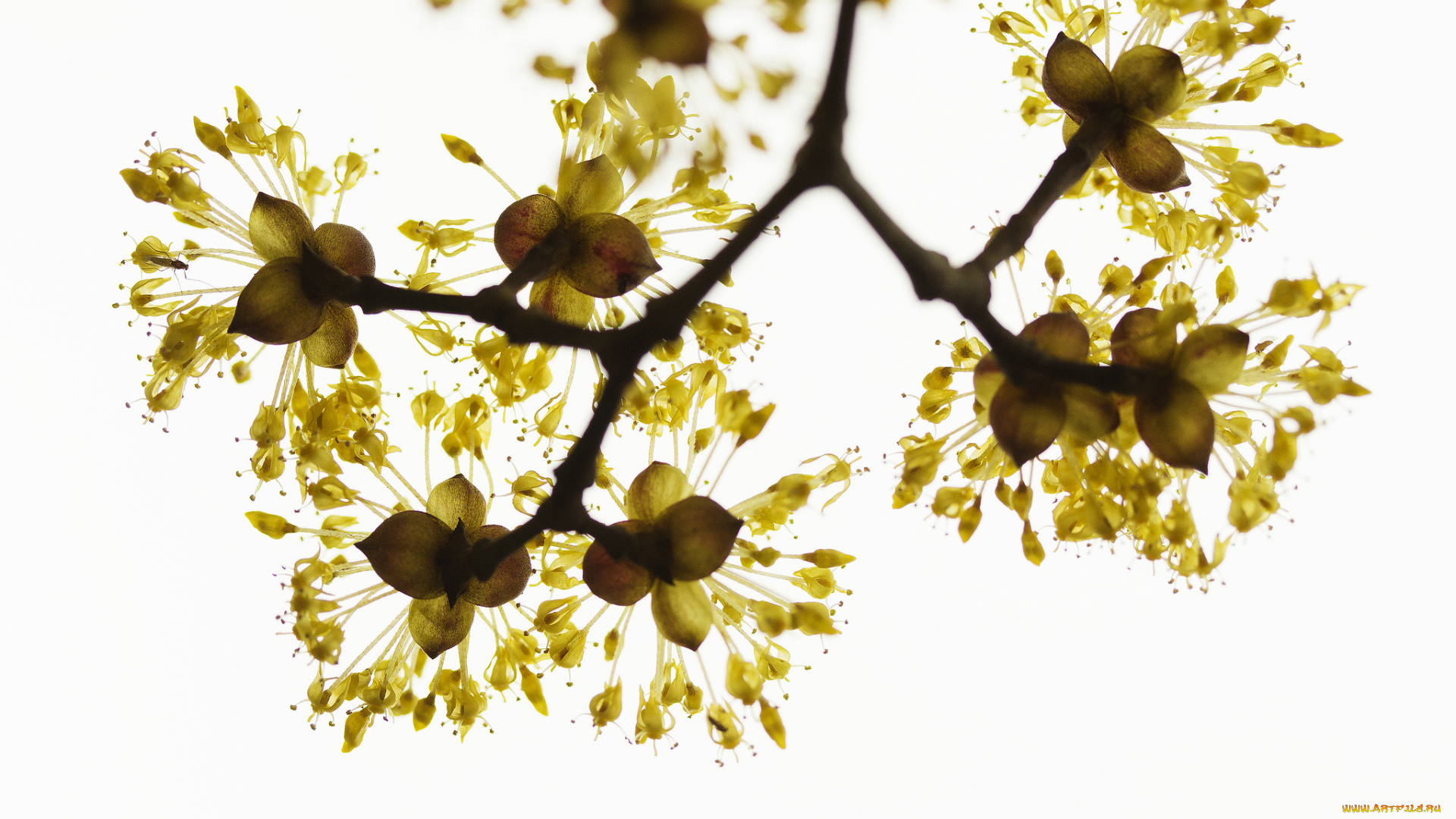 цветы, цветущие, деревья, , , кустарники, ветка, природа, весна