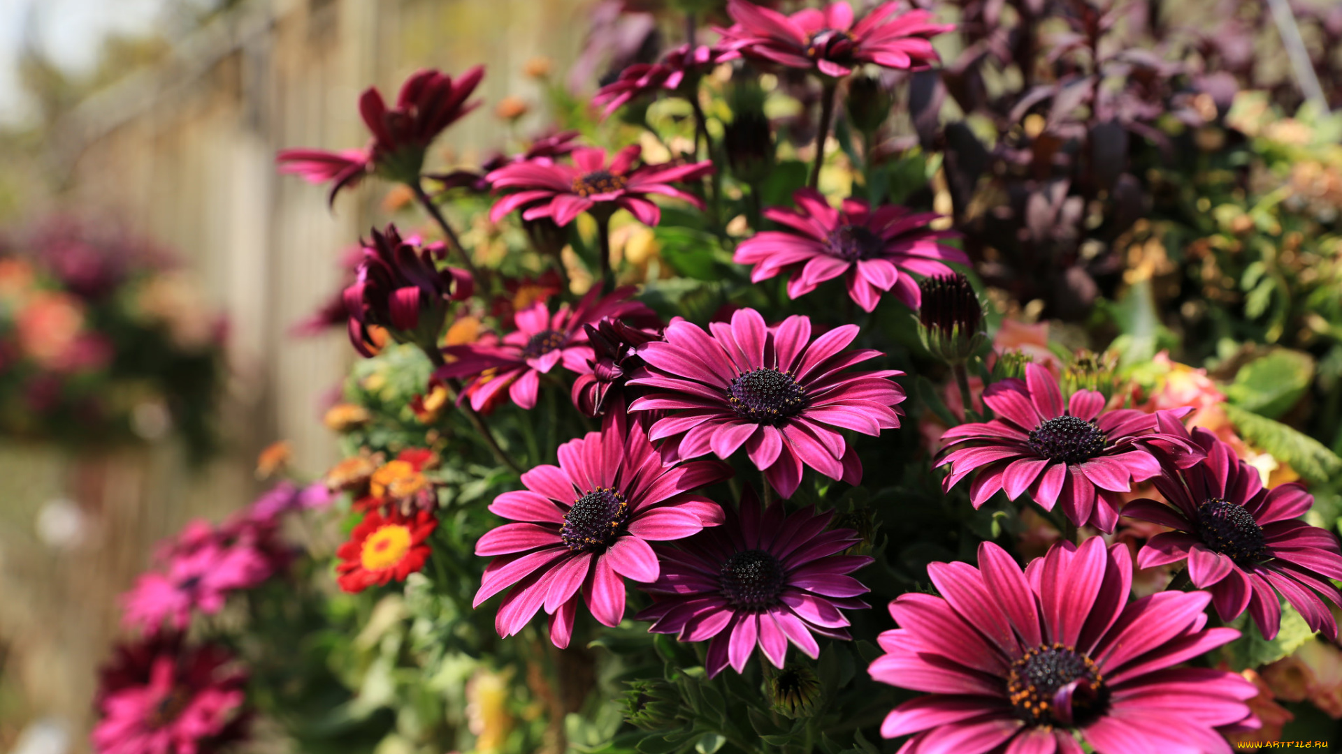 цветы, диморфотеки, бордовые