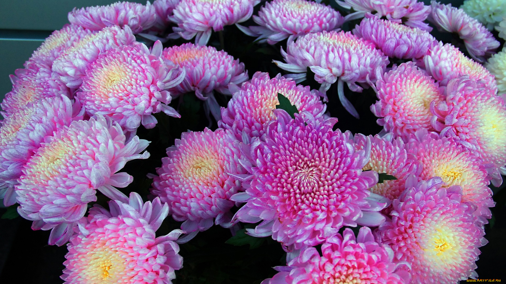 цветы, хризантемы