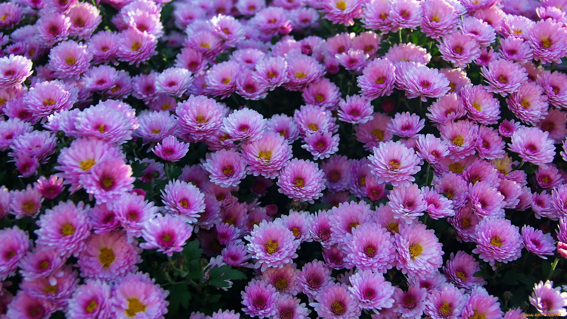 цветы, хризантемы, куст, розовые