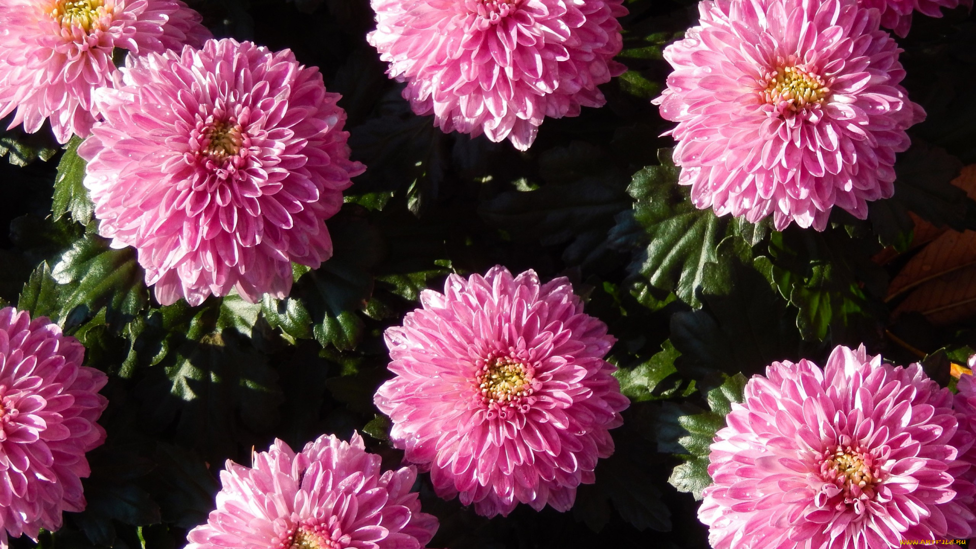 цветы, хризантемы, розовые