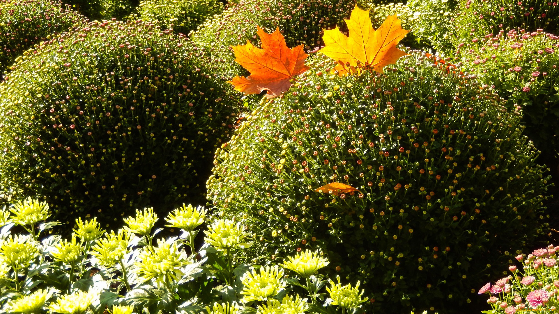 цветы, хризантемы, солнечно, листья, осень, кусты
