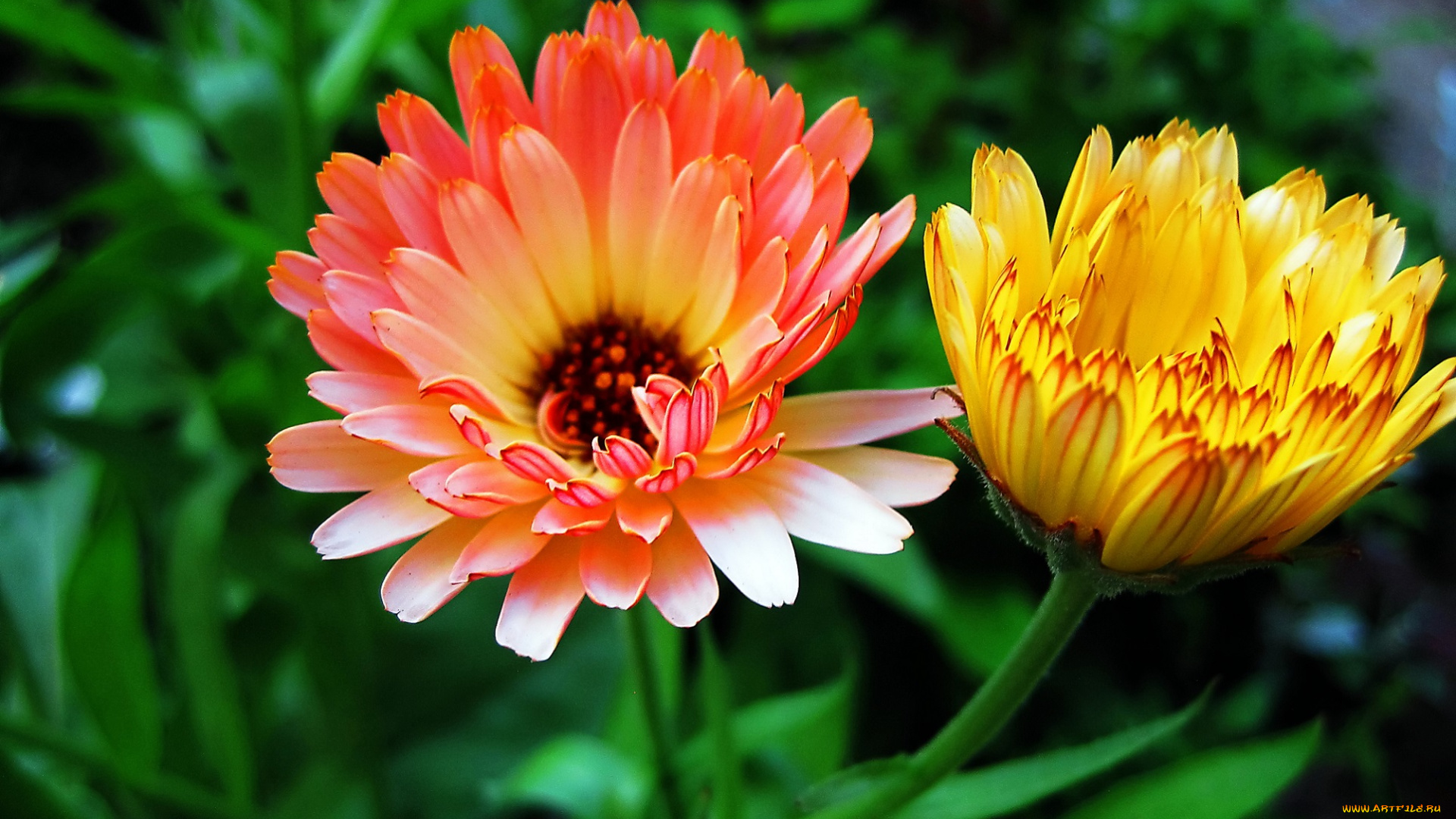 цветы, календула, оранжевые