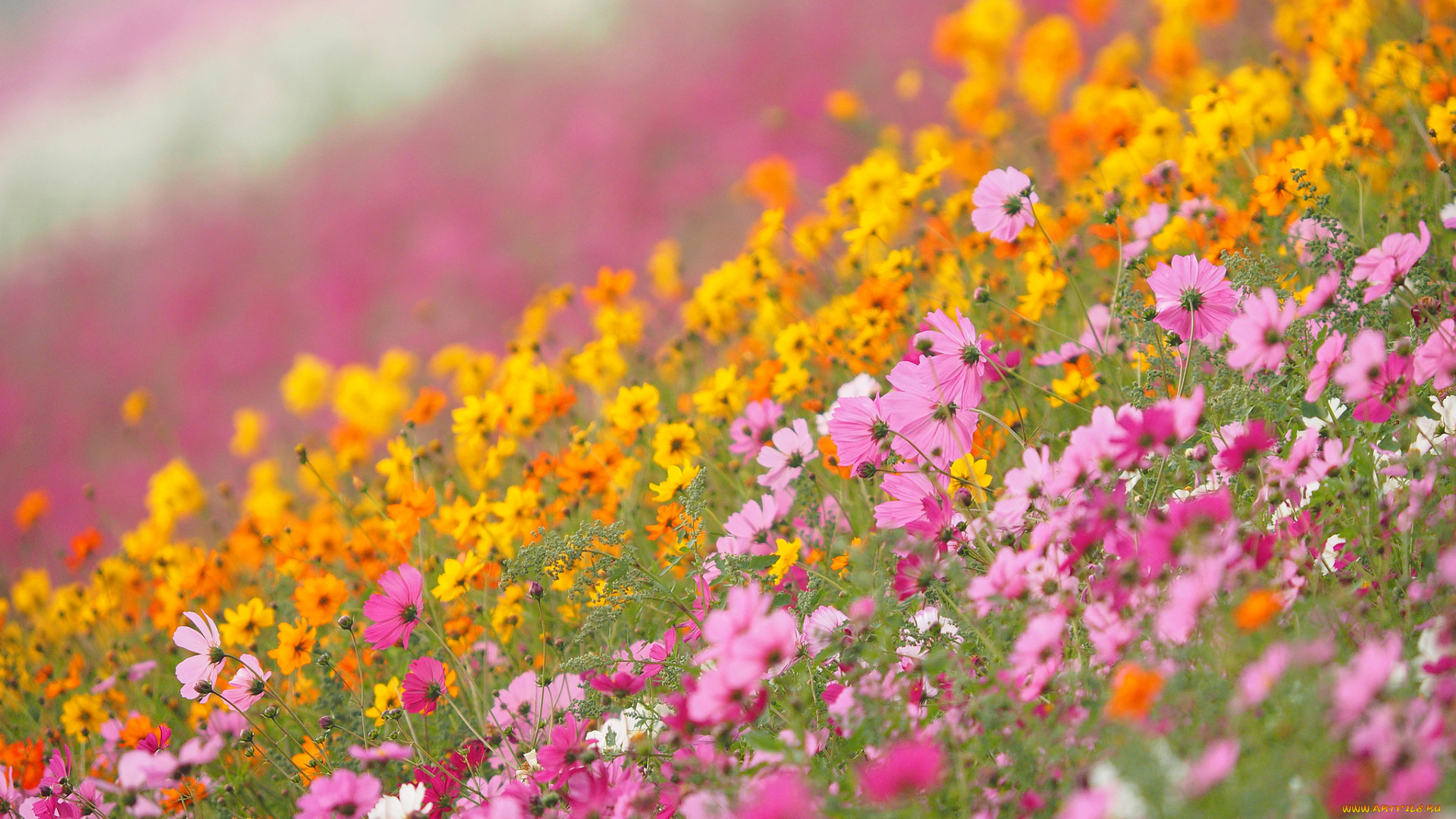 цветы, космея, луг, лето