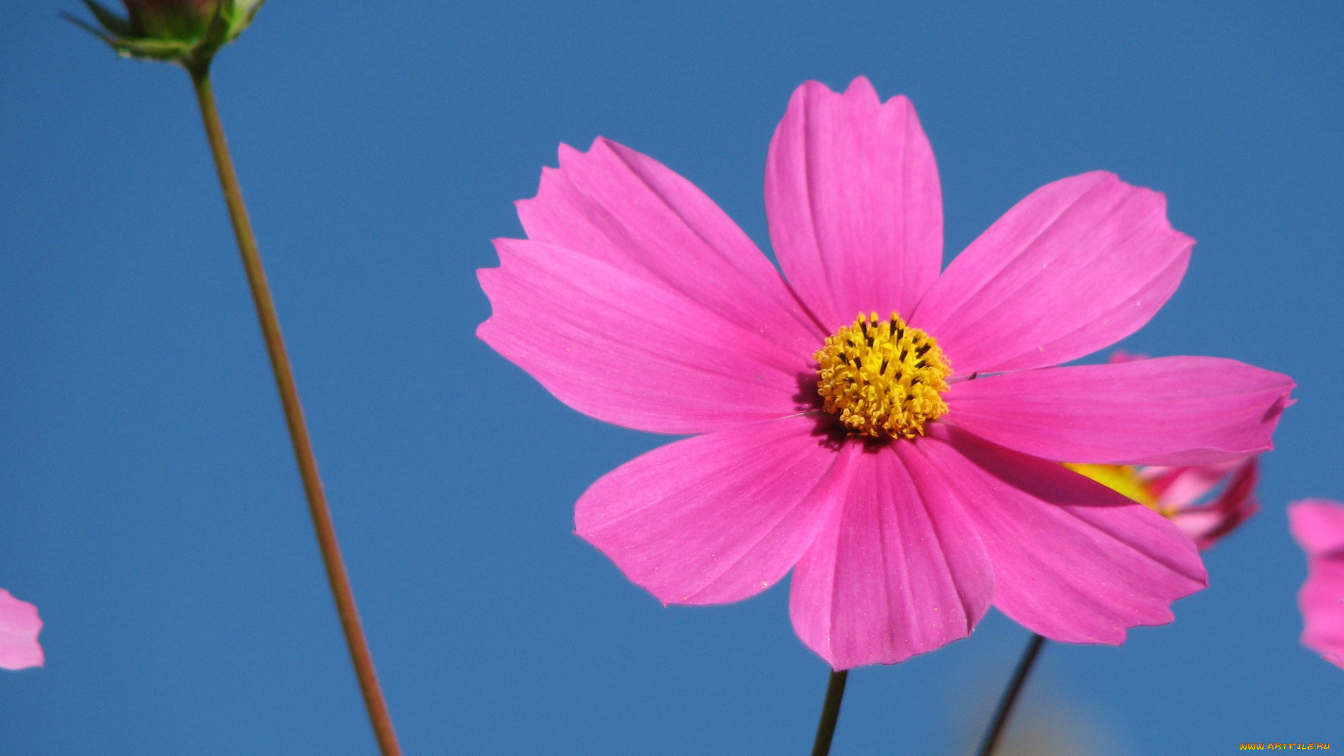 цветы, космея, одиночка