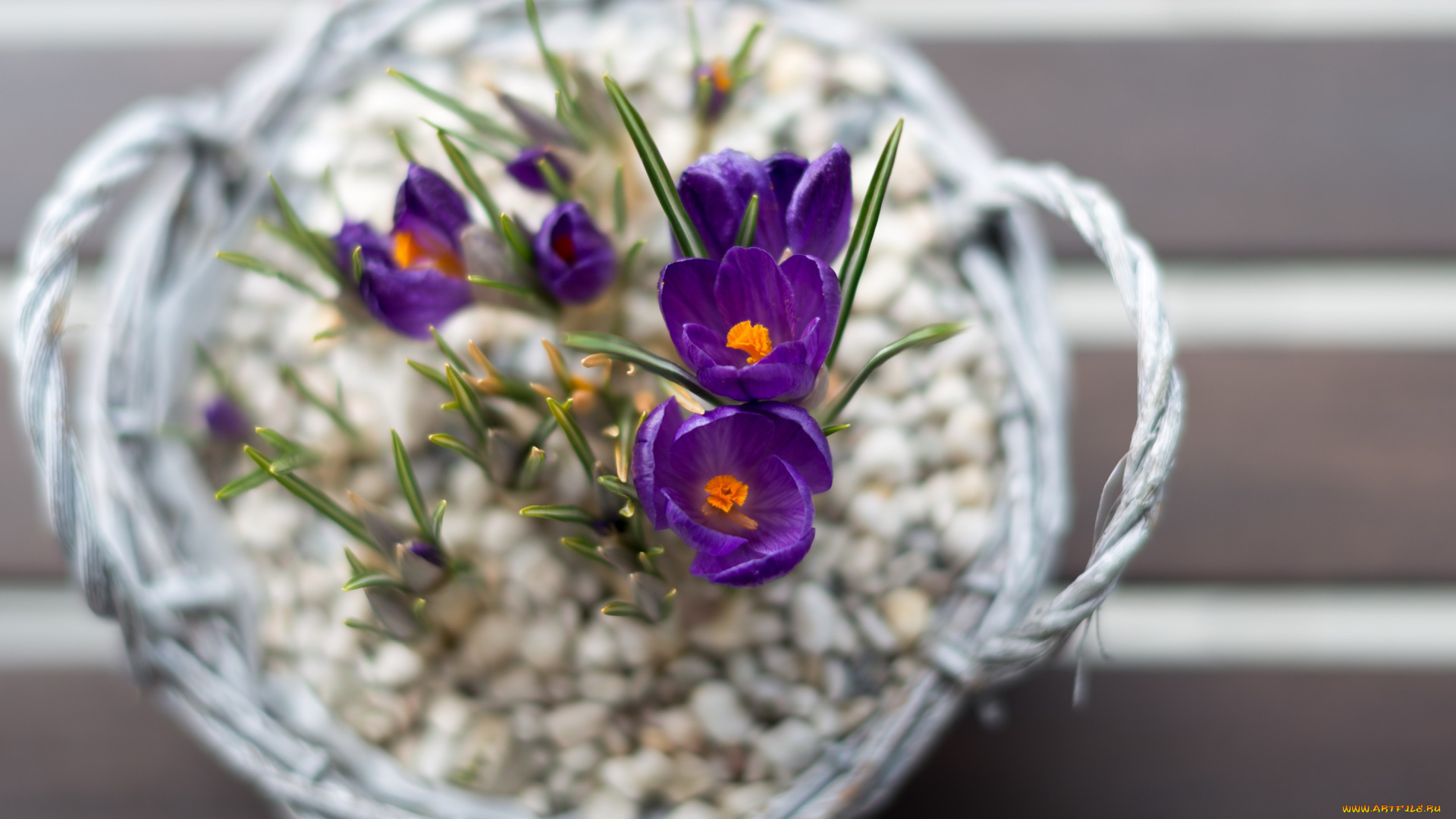 цветы, крокусы, корзинка