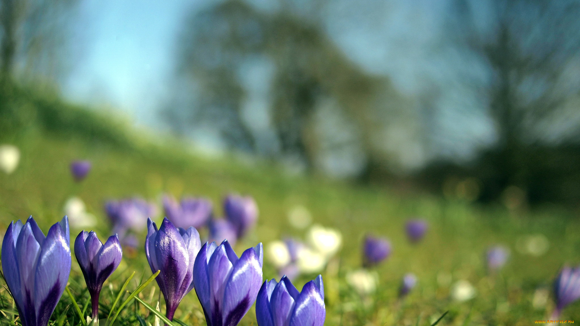 цветы, крокусы, синий