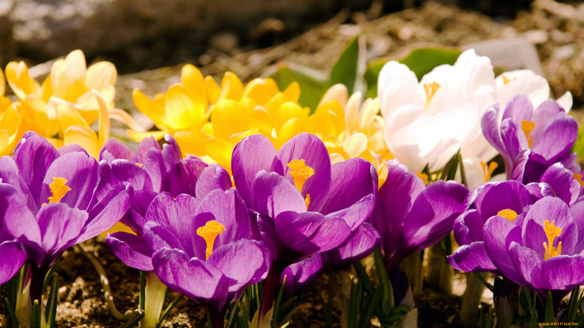 цветы, крокусы, сиреневый, желтый, белый