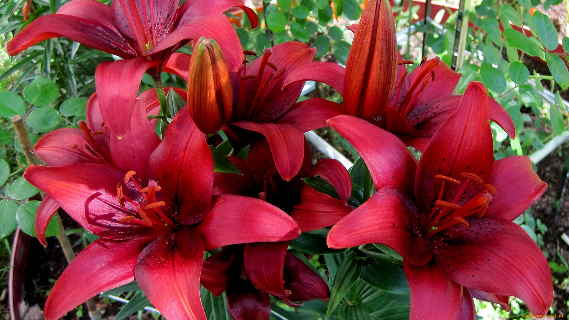 цветы, лилии, , лилейники, бордовые