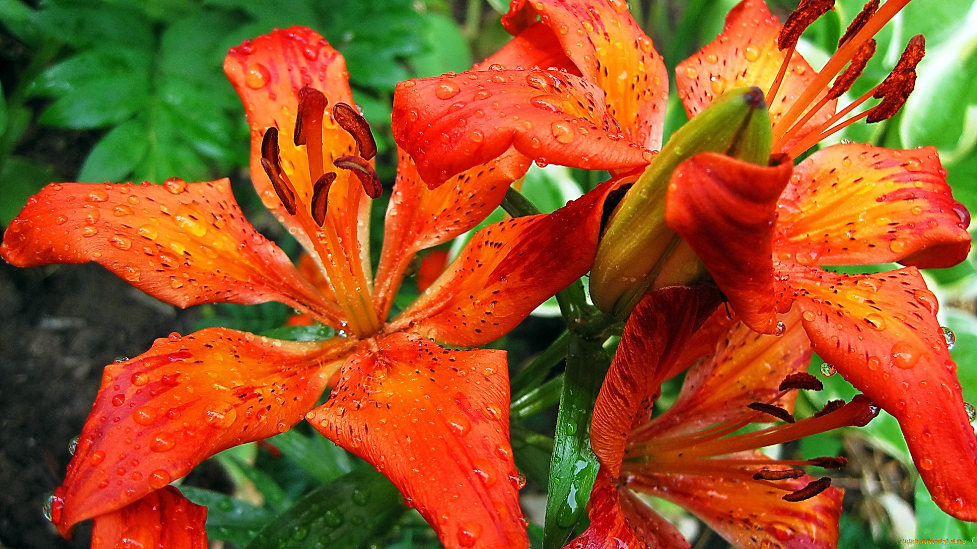 цветы, лилии, , лилейники, капли, роса, оранжевые