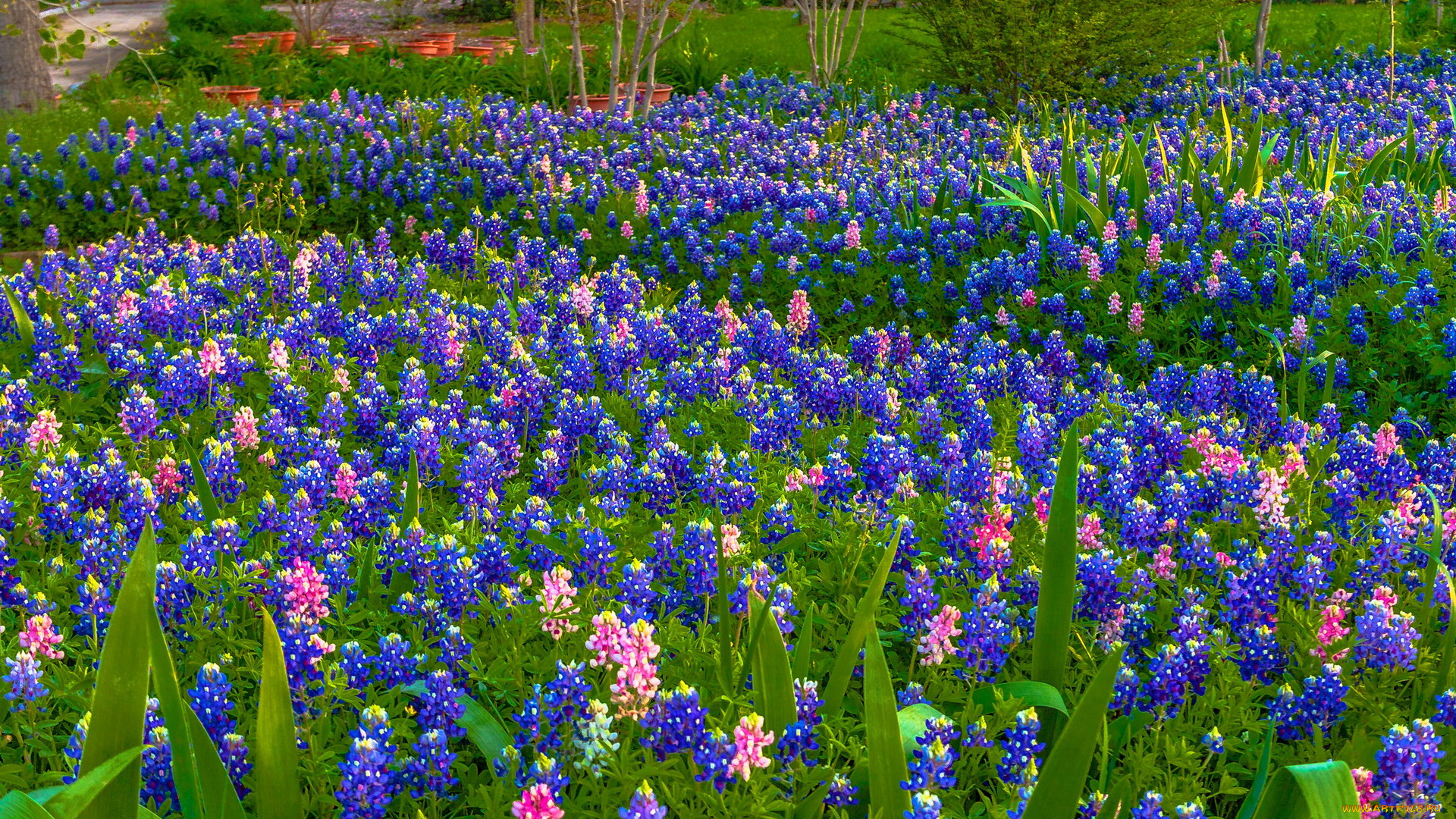 цветы, львиный, зев, много, весна