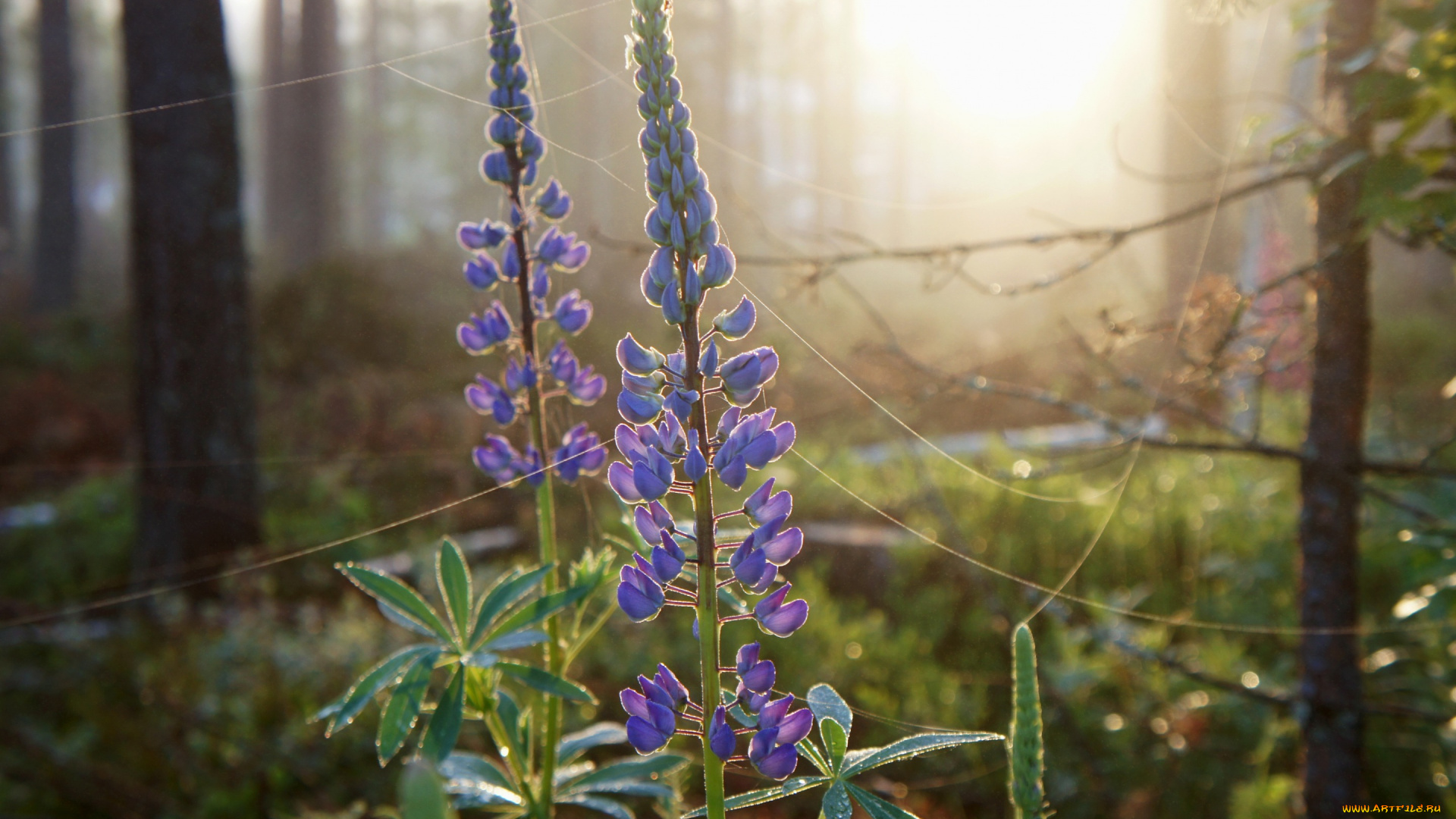 цветы, люпин, восход, свет, роса, утро, зелень, лес, паутина