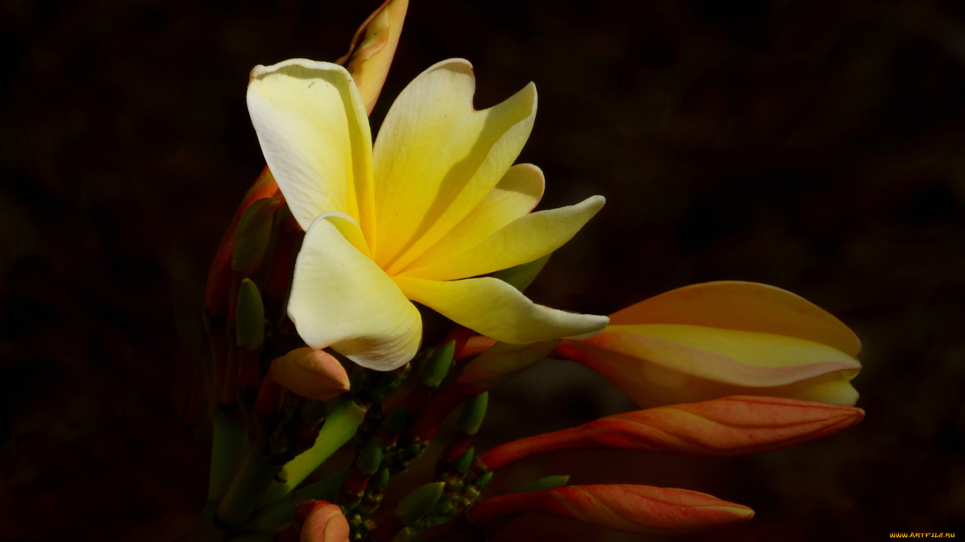 цветы, плюмерия, цветок, бутоны