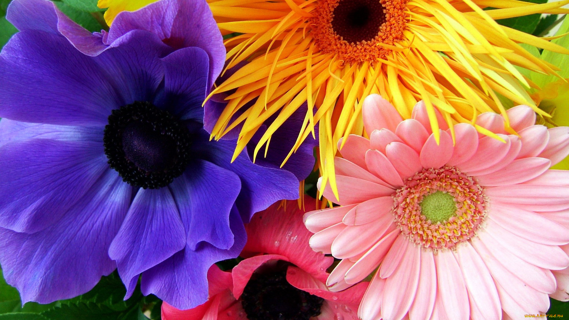 цветы, разные, вместе, анемоны, гербера