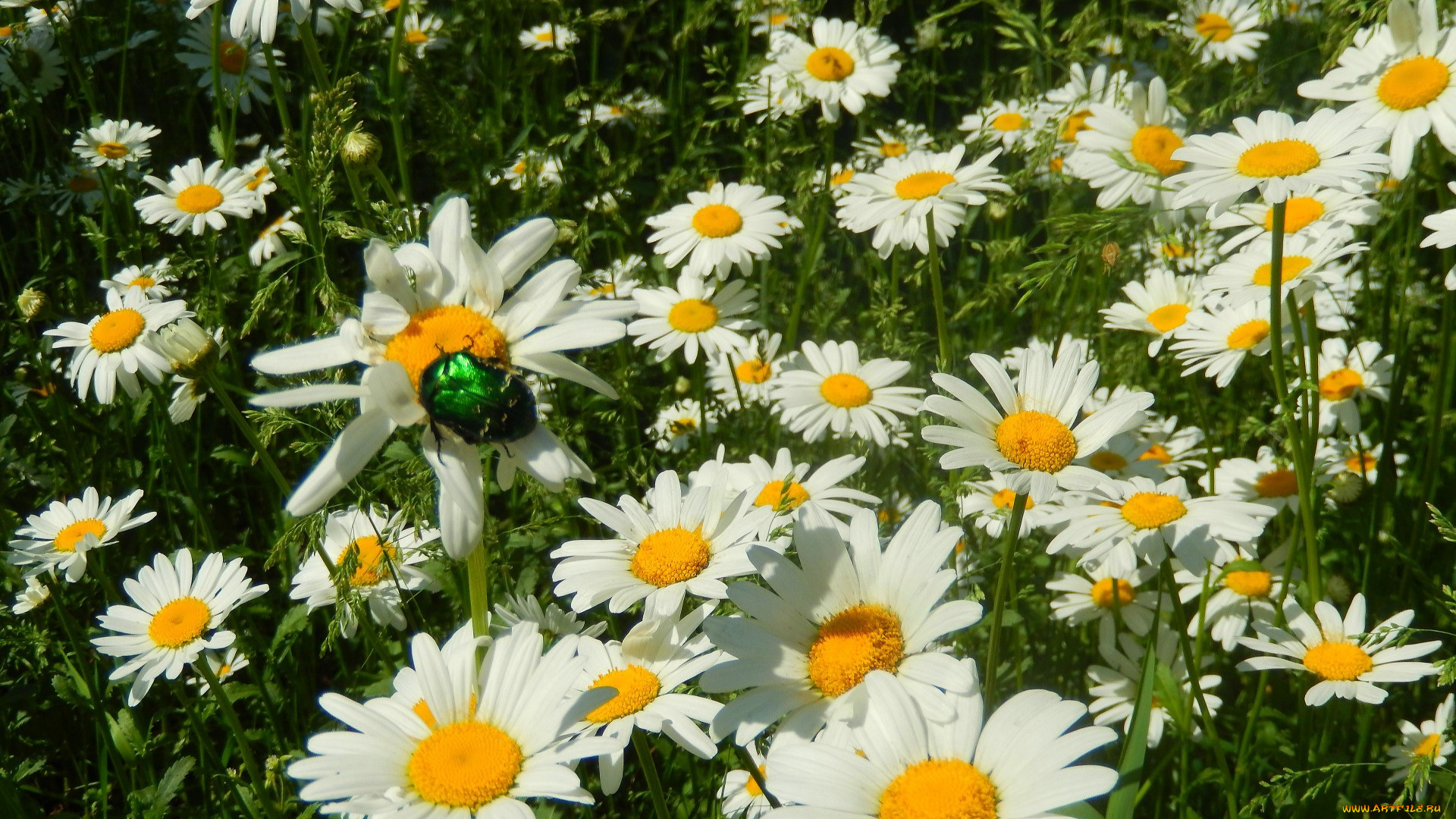 цветы, ромашки, майский, жук