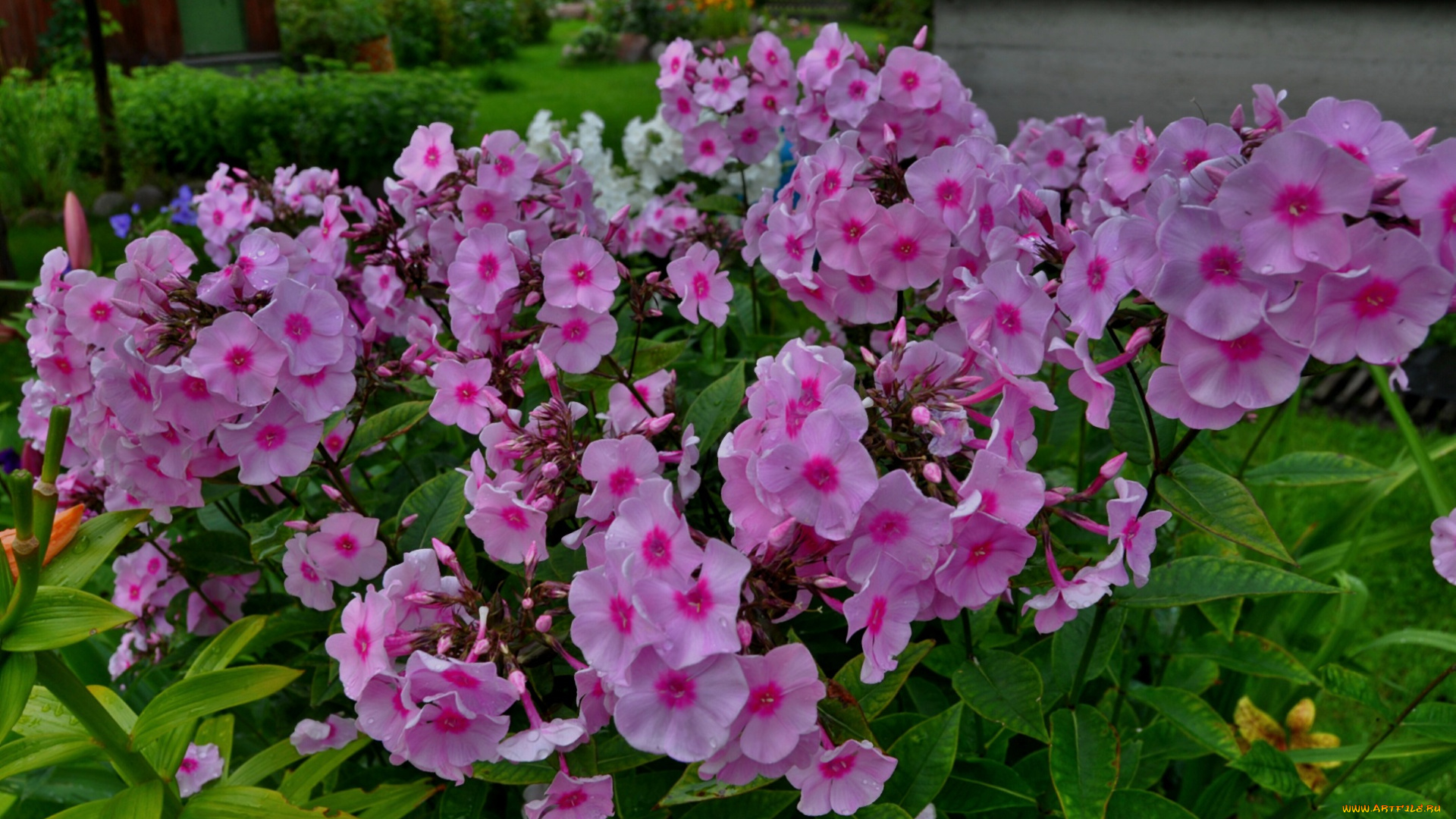 цветы, розовые