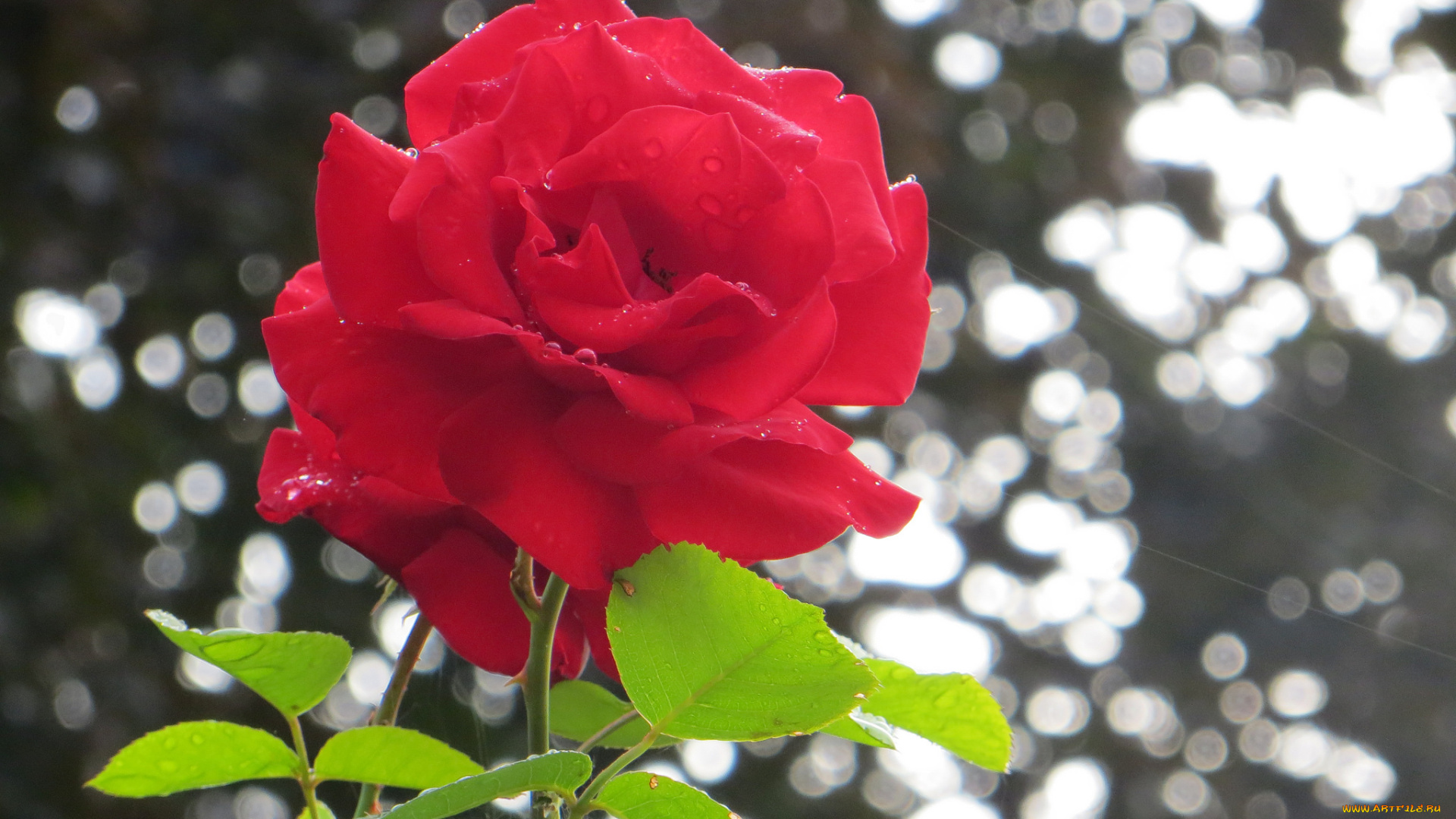 цветы, розы, капли, роса, утро, красная, роза, макро