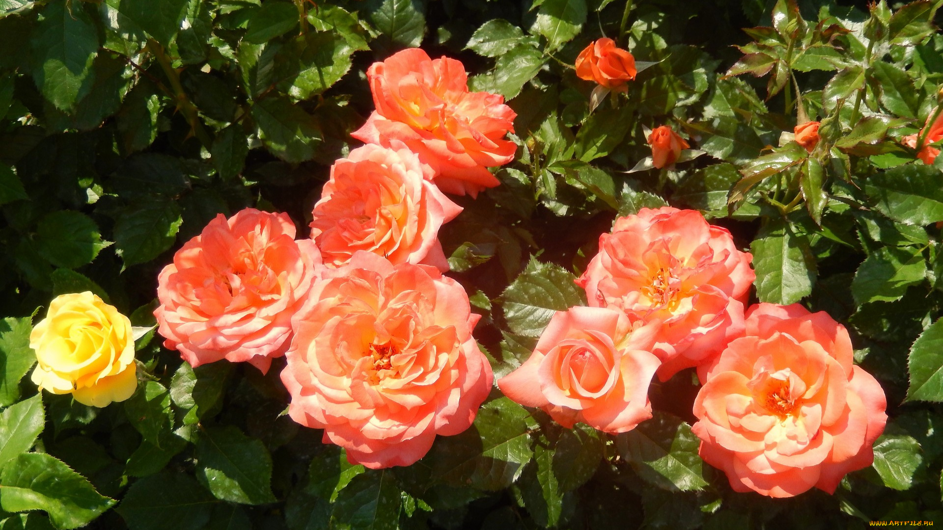 цветы, розы, куст, лепестки