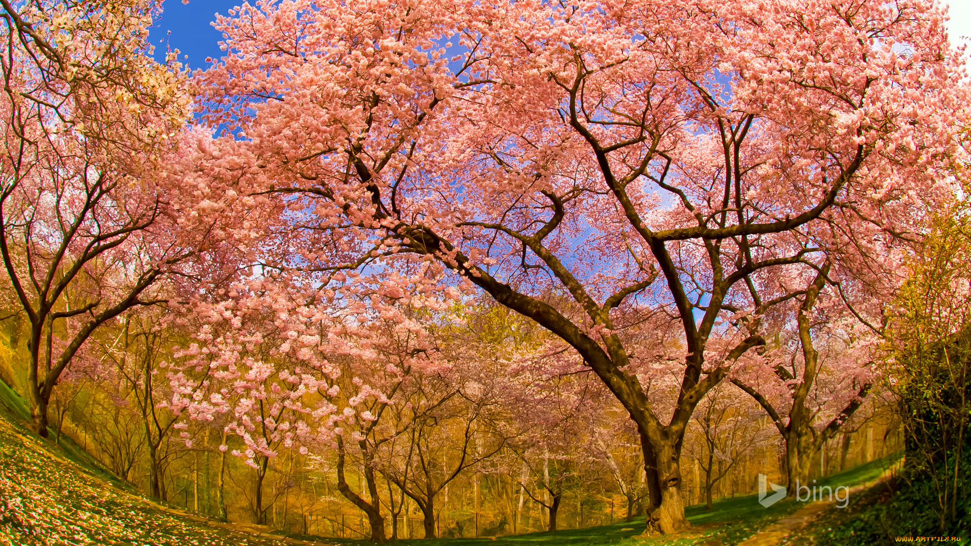 цветы, сакура, , вишня, сша, округ, колумбия, сад, цветение, весна, вашингтон, думбартон-окс, вишня