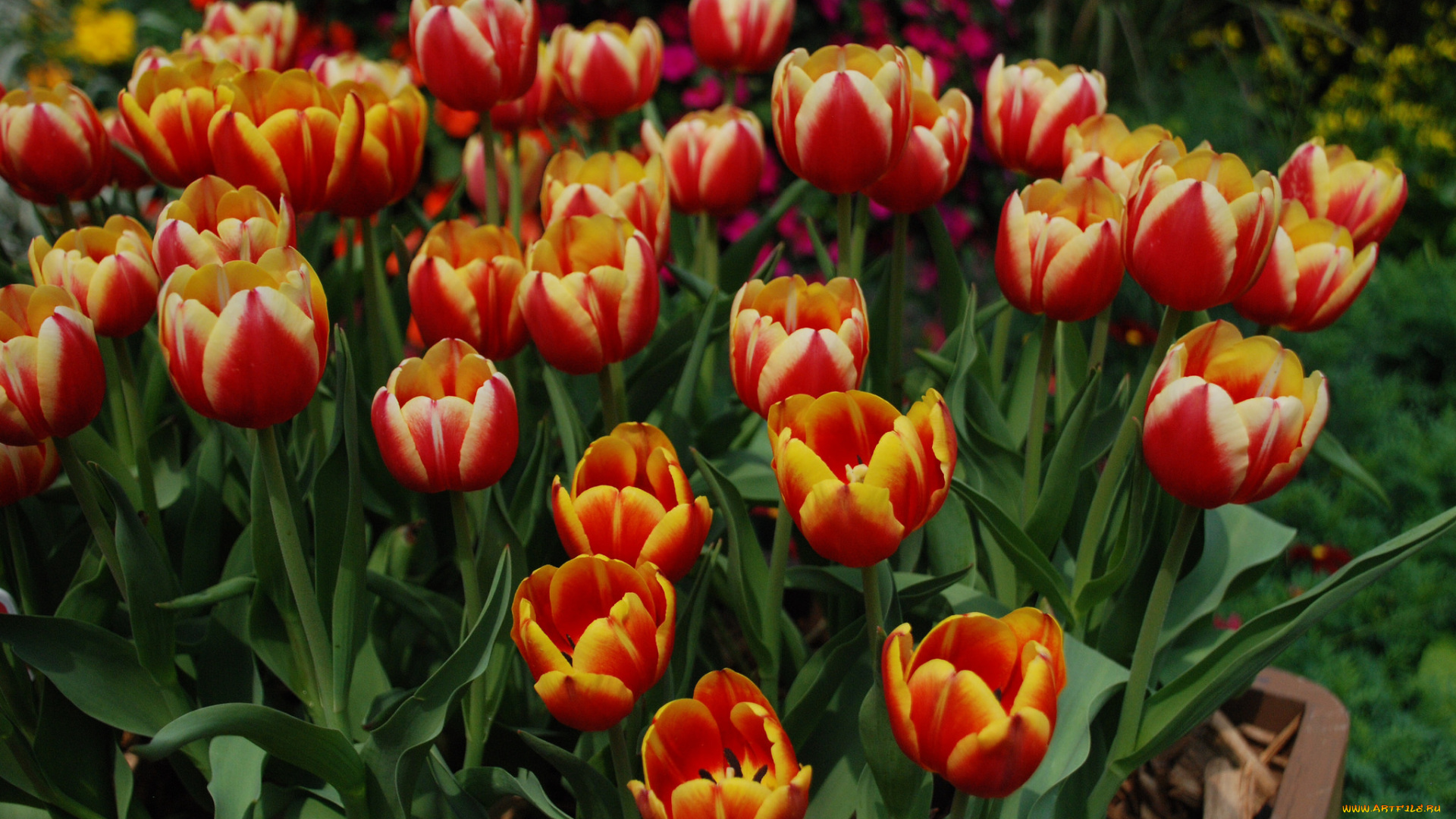 цветы, тюльпаны, клумба, оранжевые