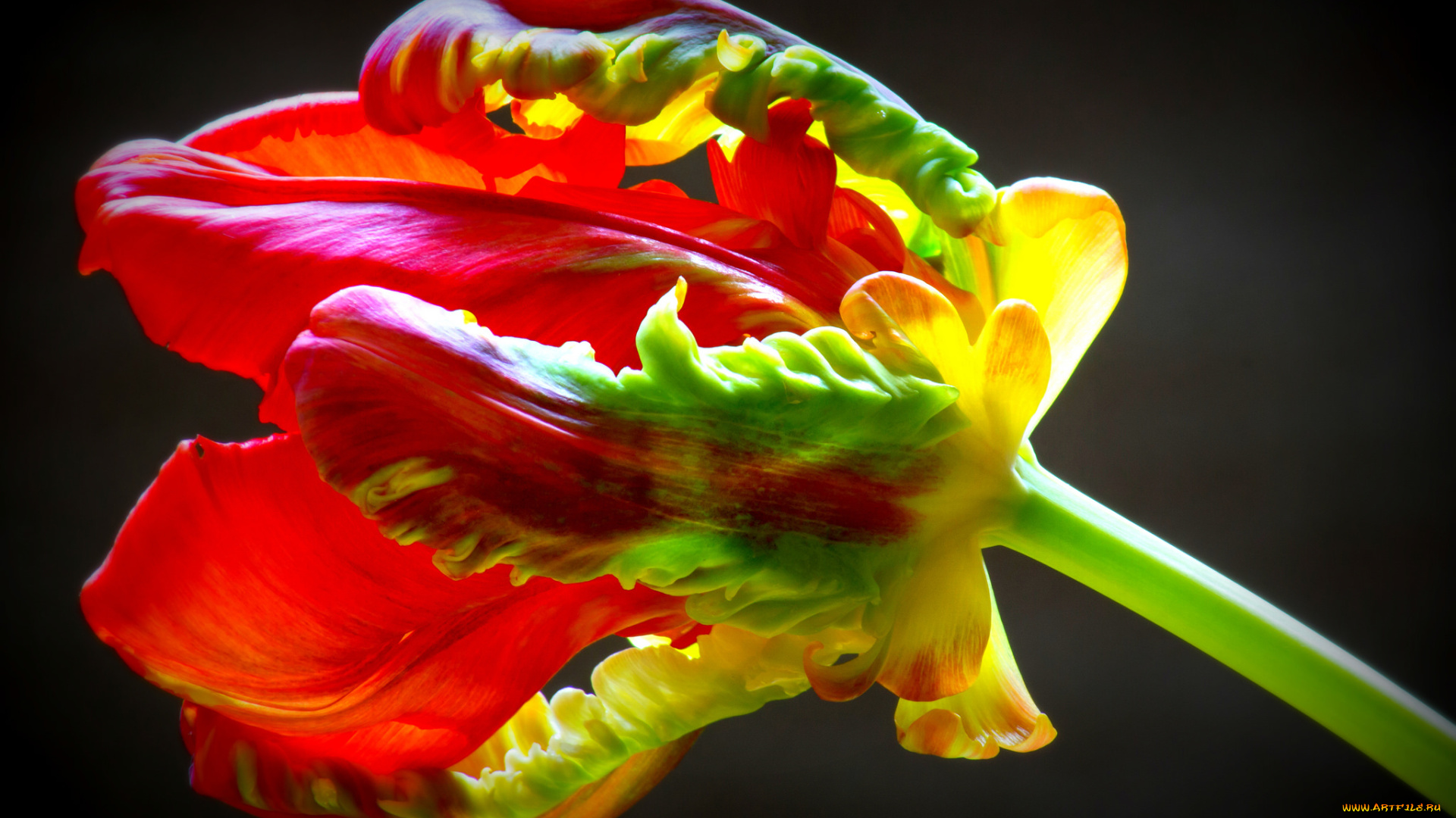 цветы, тюльпаны, макро, тюльпан, цветок, фон, чёрный