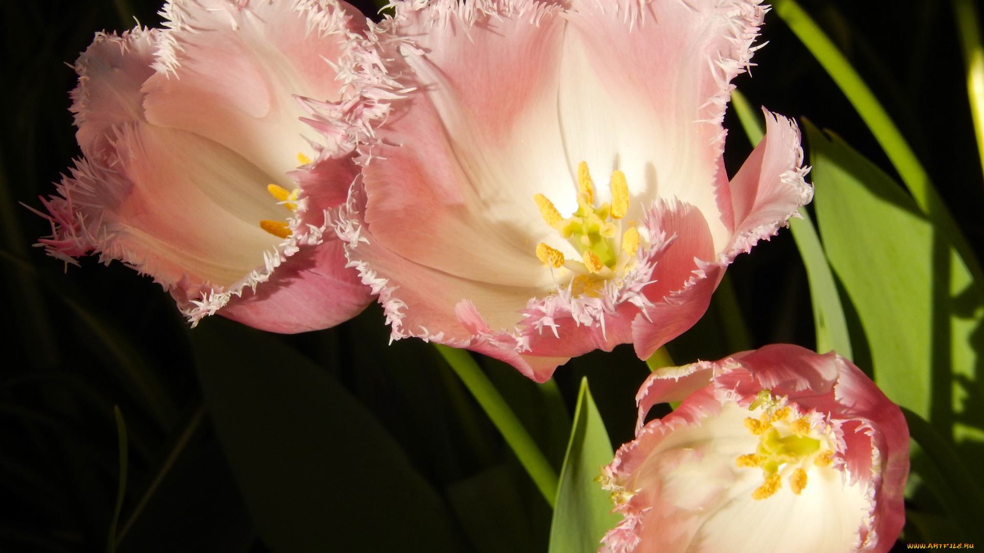 цветы, тюльпаны, весна