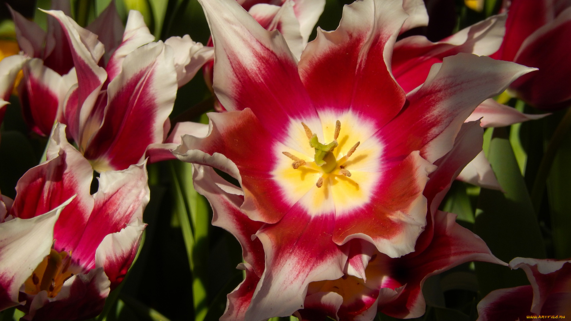 цветы, тюльпаны, весна