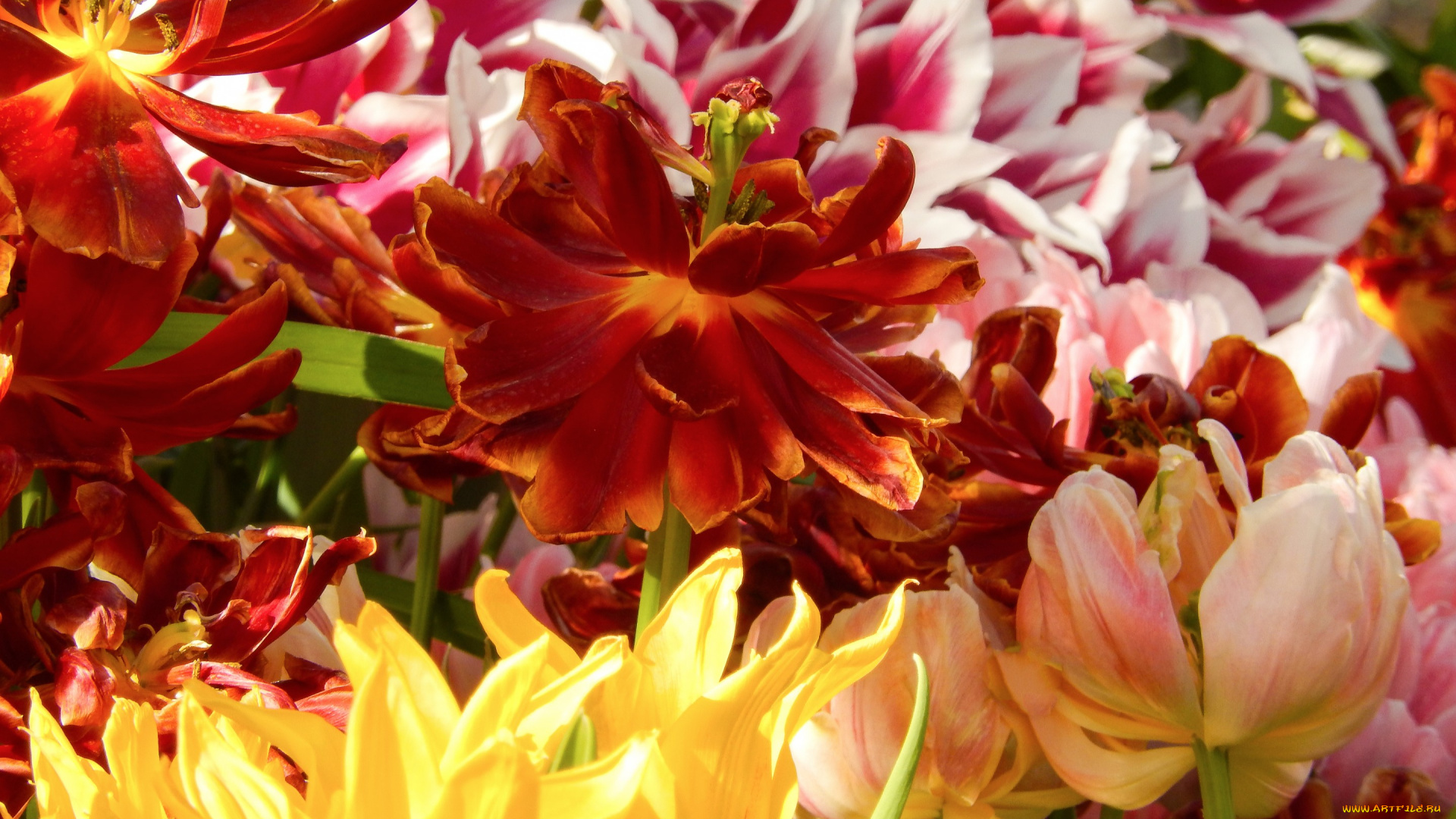 цветы, тюльпаны, весна