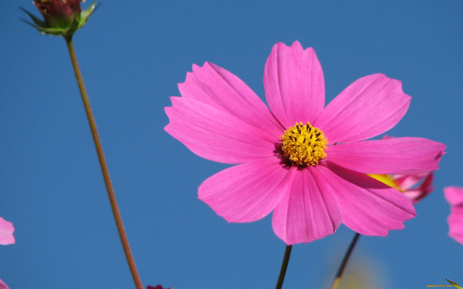 цветы, космея, одиночка