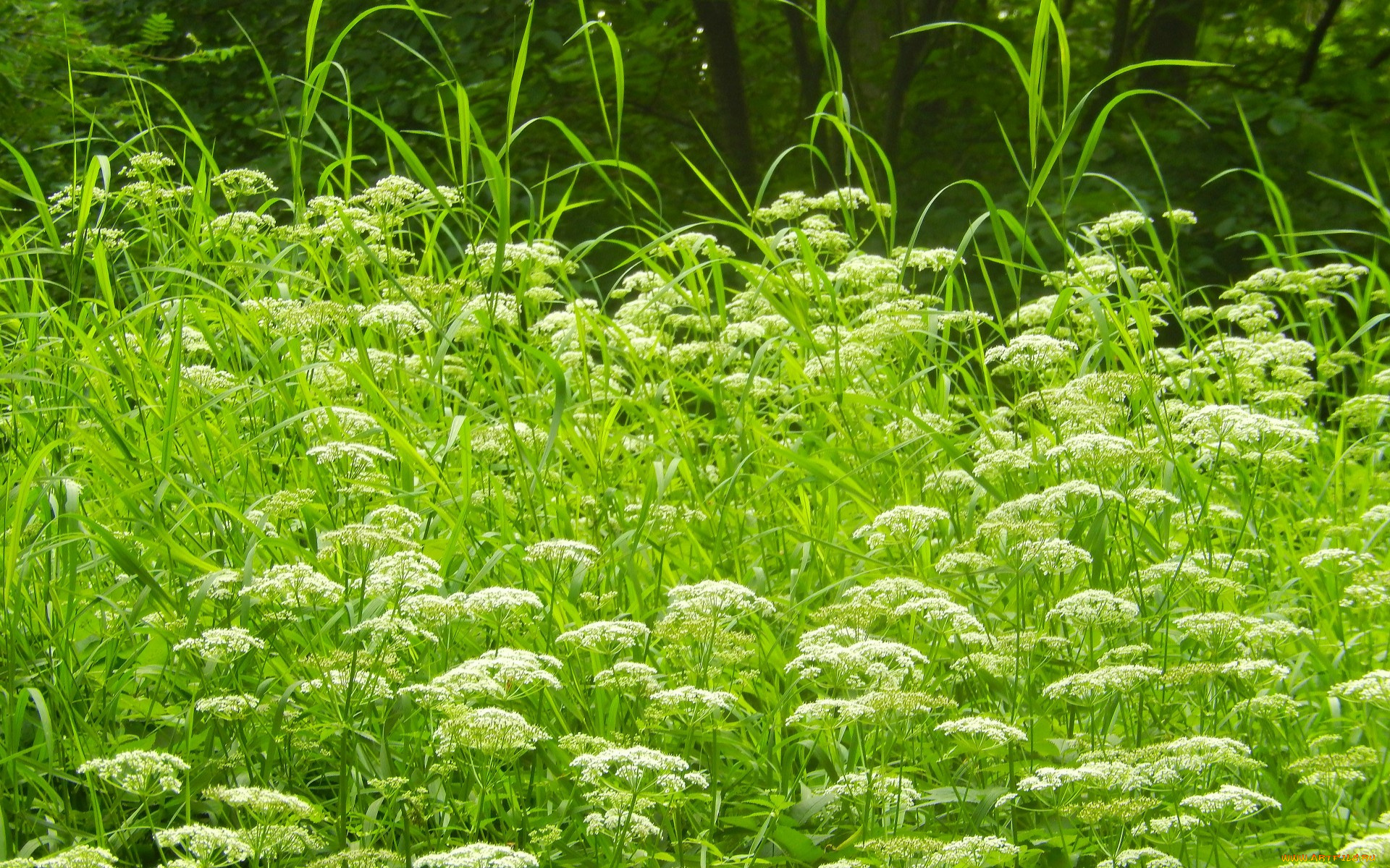 цветы, луговые, , полевые, , цветы, луг, трава, лето