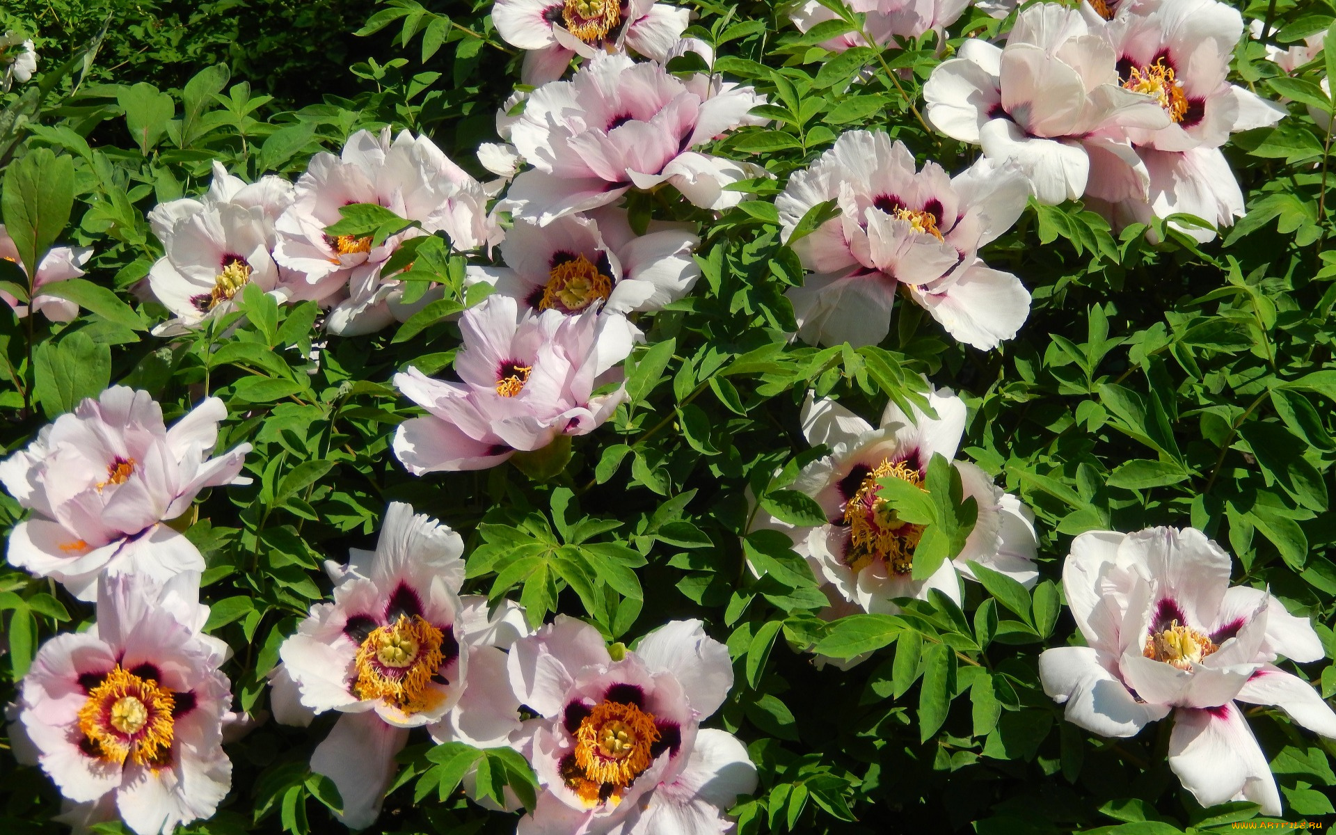 цветы, пионы, кусты, листья, куст