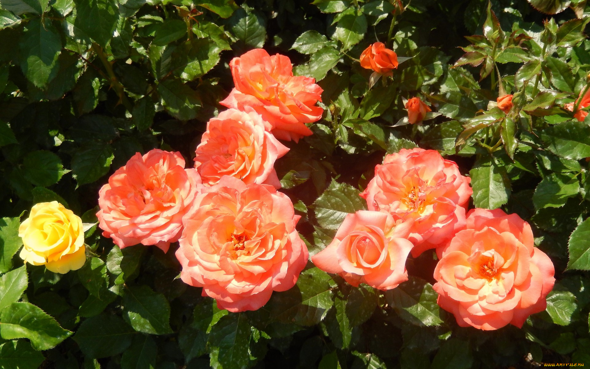 цветы, розы, куст, лепестки