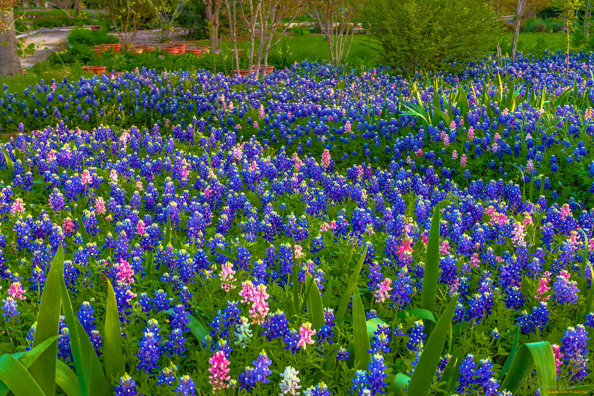 цветы, львиный, зев, много, весна